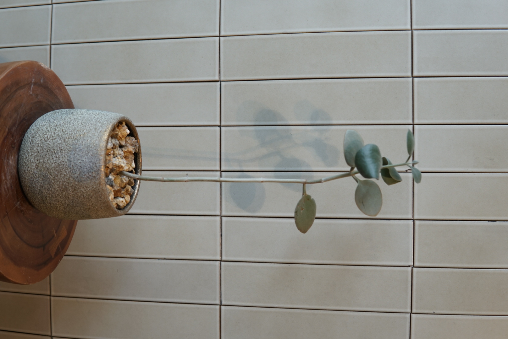 カランコエ・ブラクテアータPLA-034