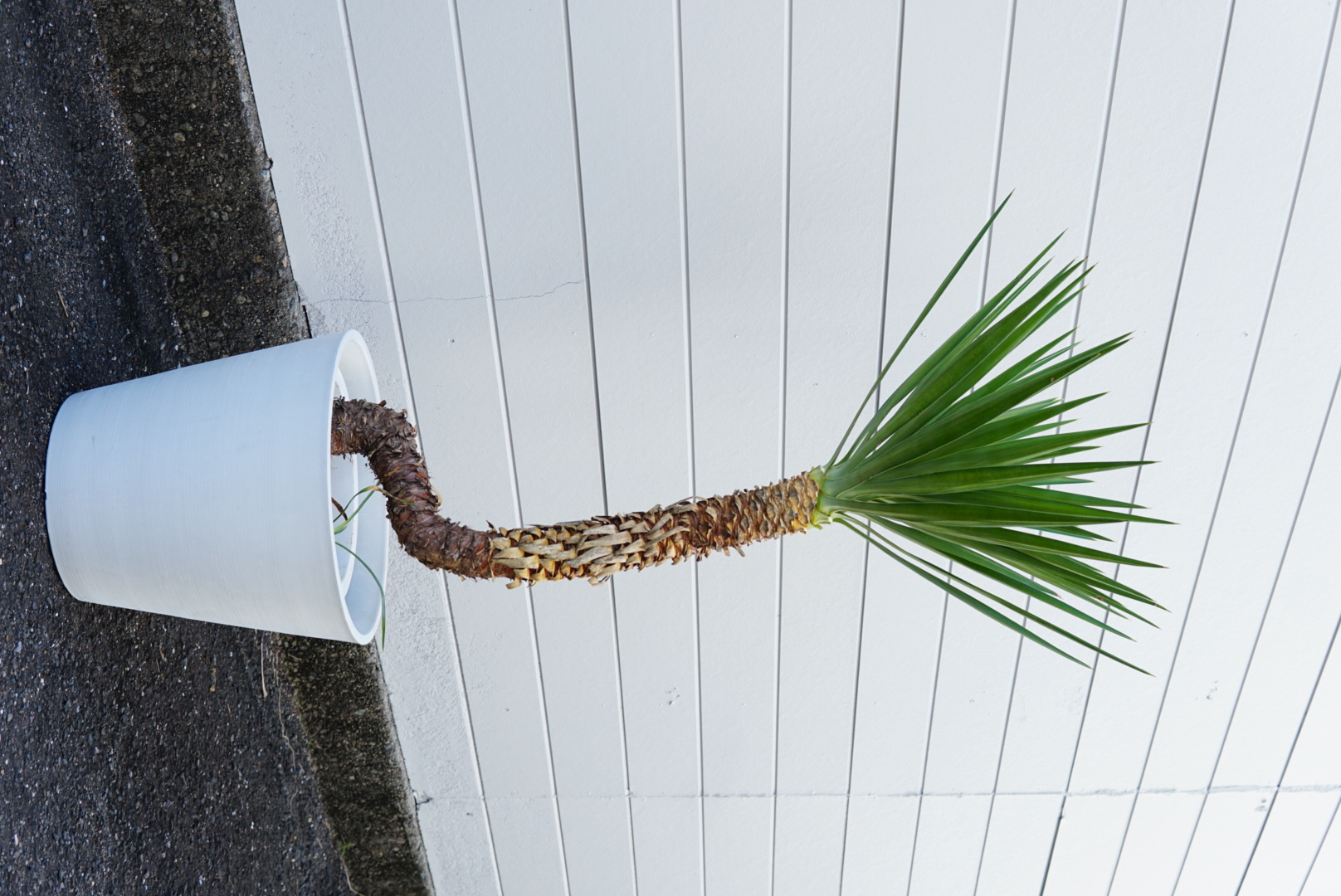 ユッカ・センジュラン 10号鉢