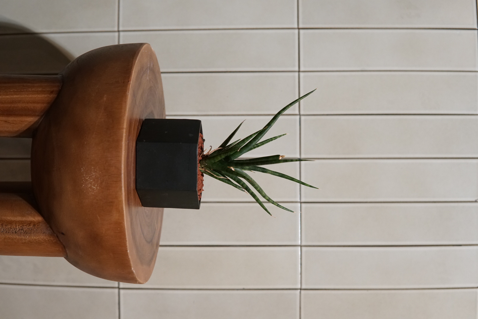 サンスベリア 016