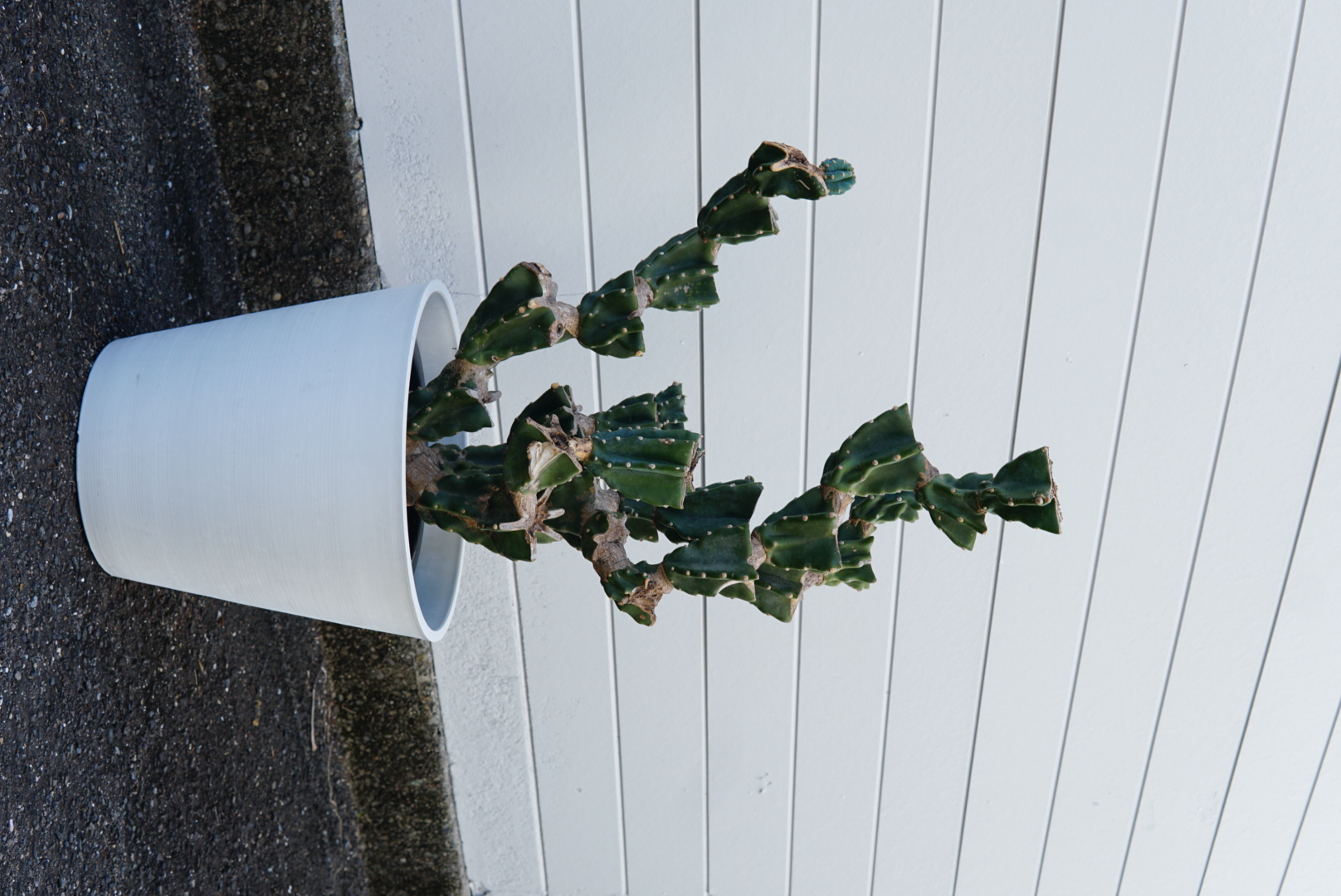 柱サボテン ブランチ 10号鉢