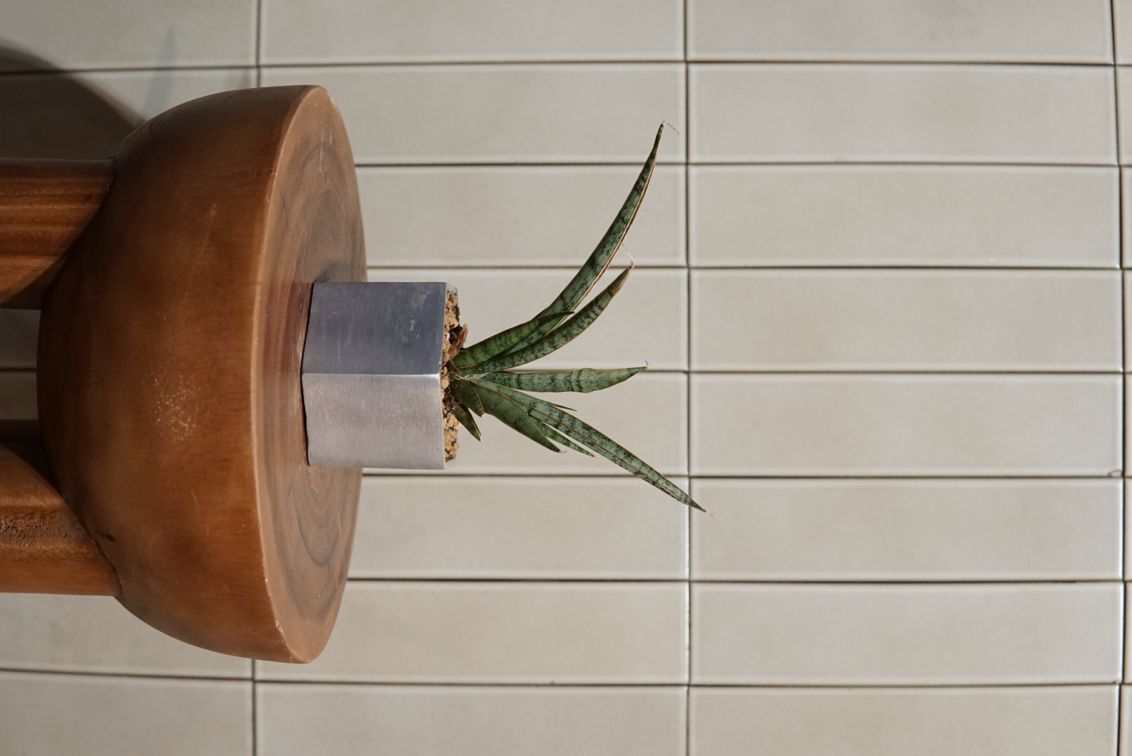 サンスベリアPLA-017