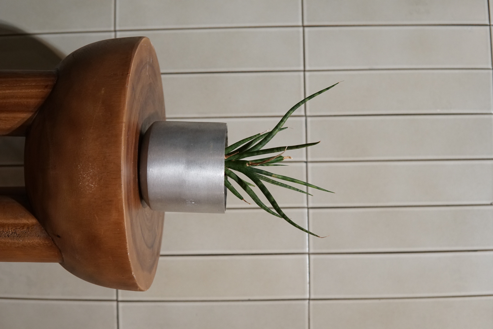 サンスベリア 010