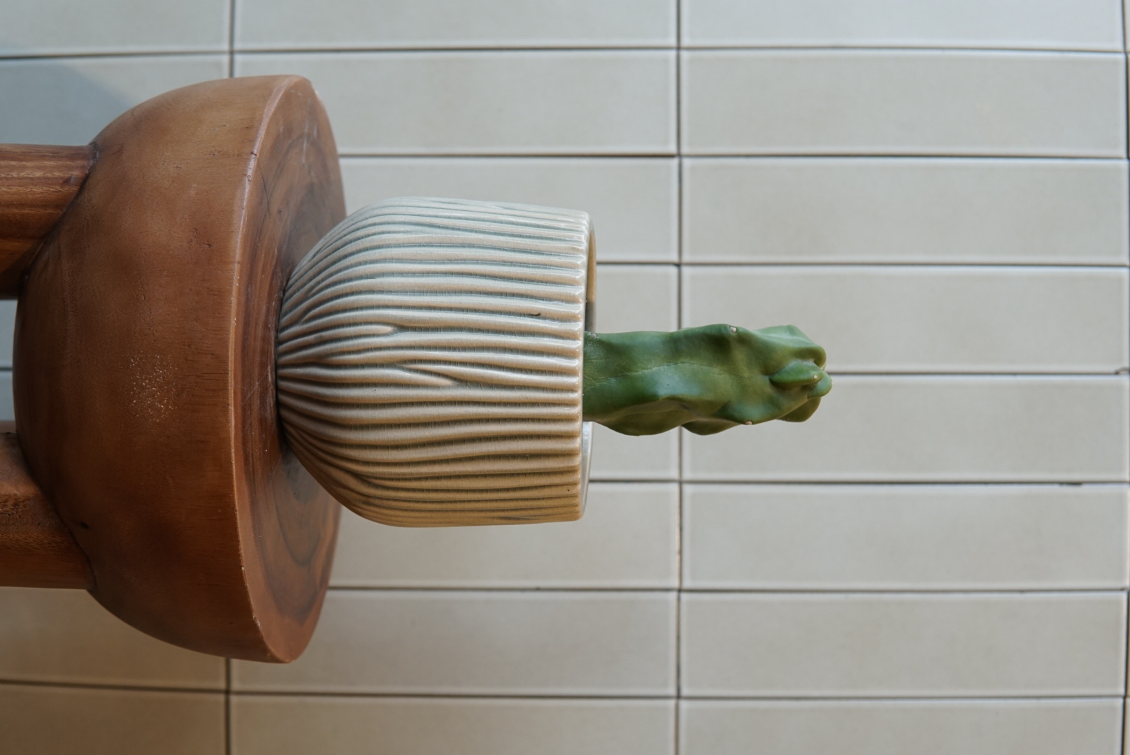 ロホセレウス PLA-032