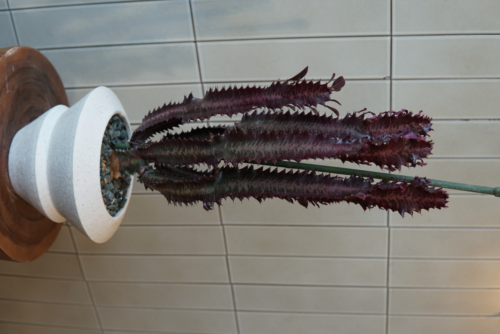 ユーフォルビア(紅葉彩雲閣)PLA-030