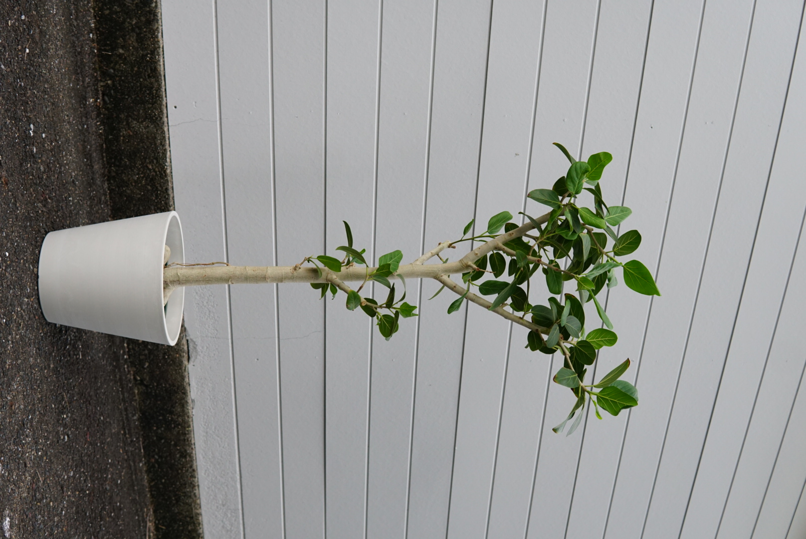 フィカス・ベンガレンシス 10号鉢