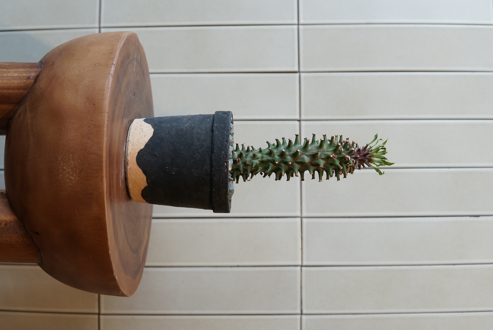 モナデニウム・タンザニアレッドPLA-024