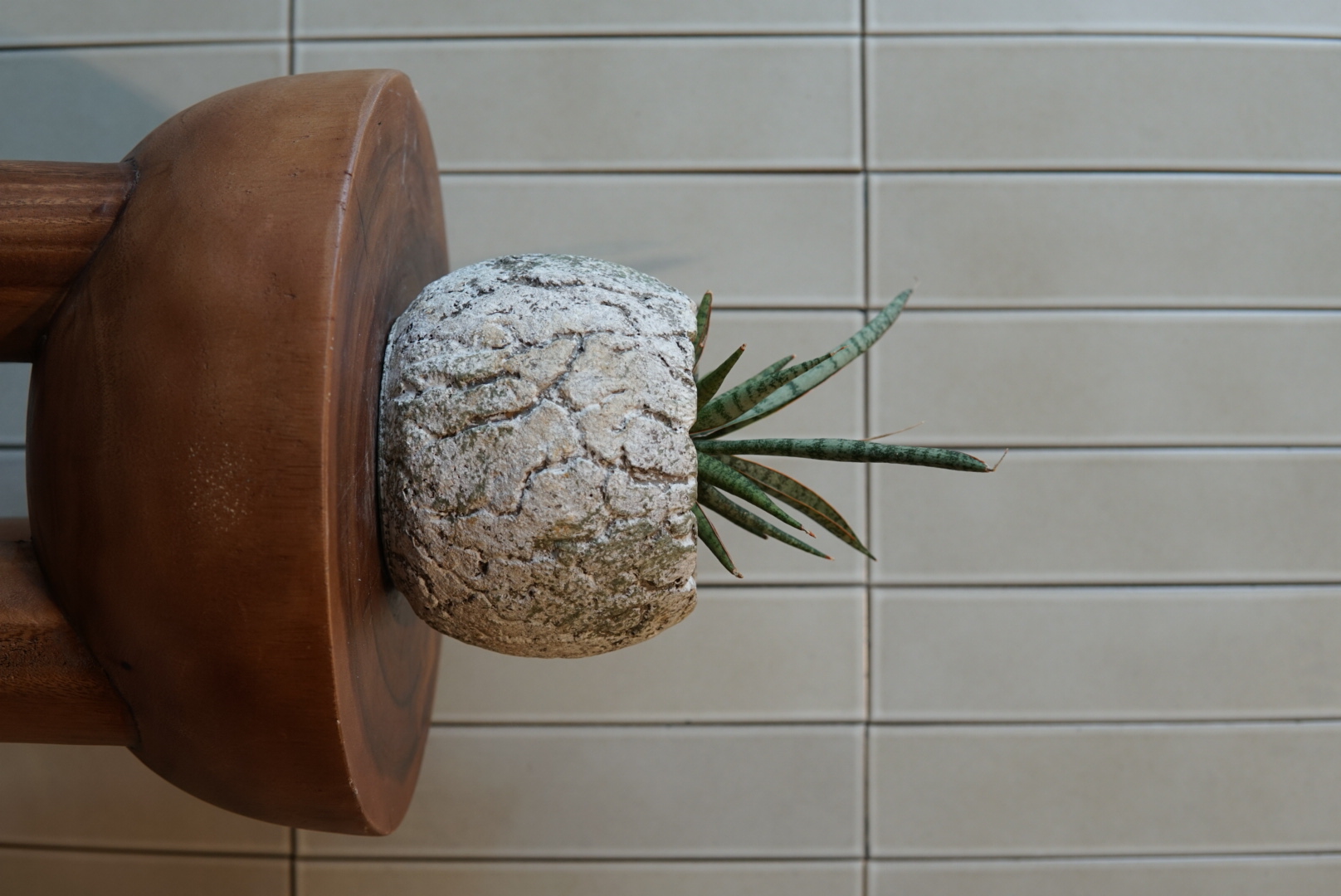 サンスベリアPLA-015