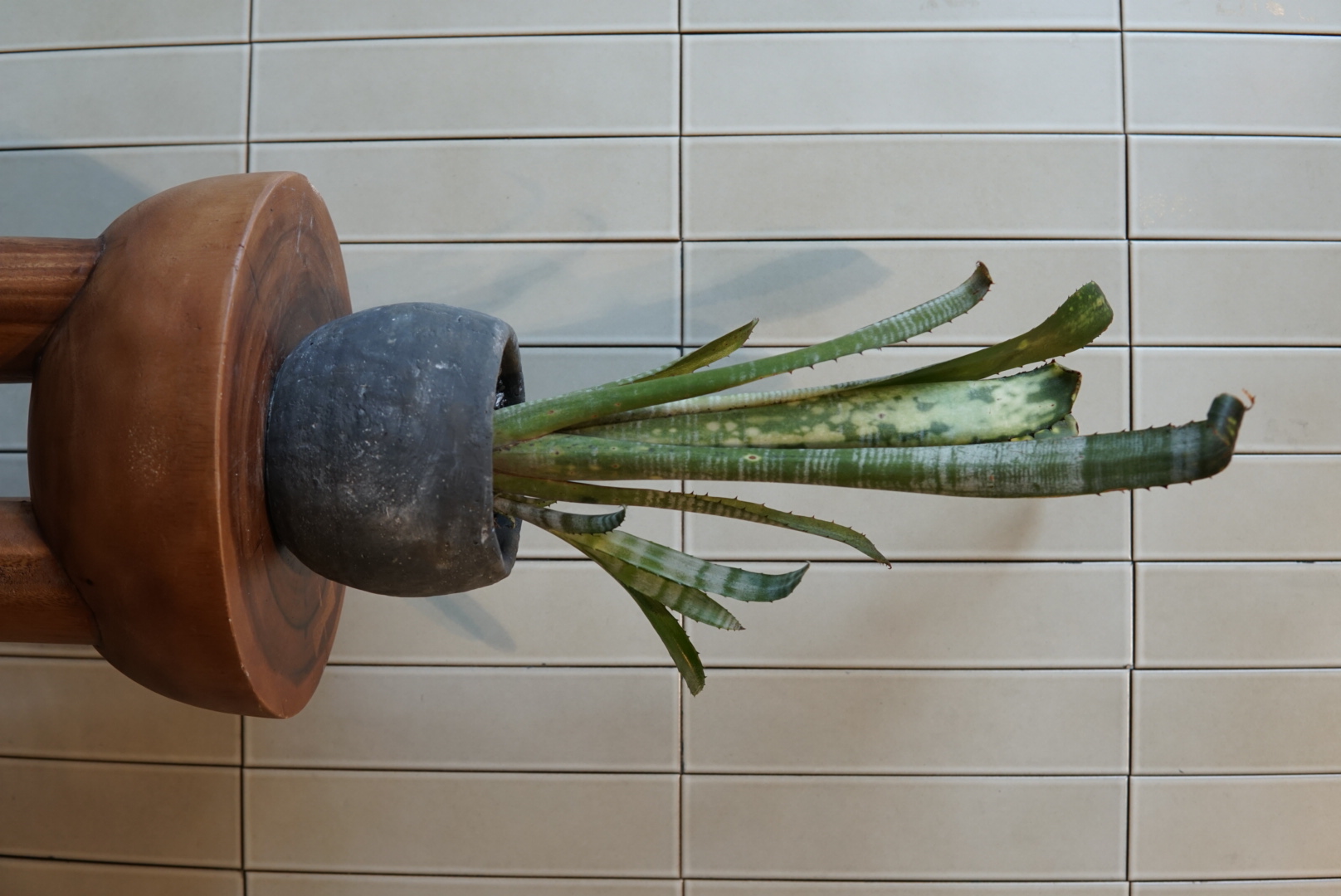 ビルべルキア・ゼブリナPLA-027