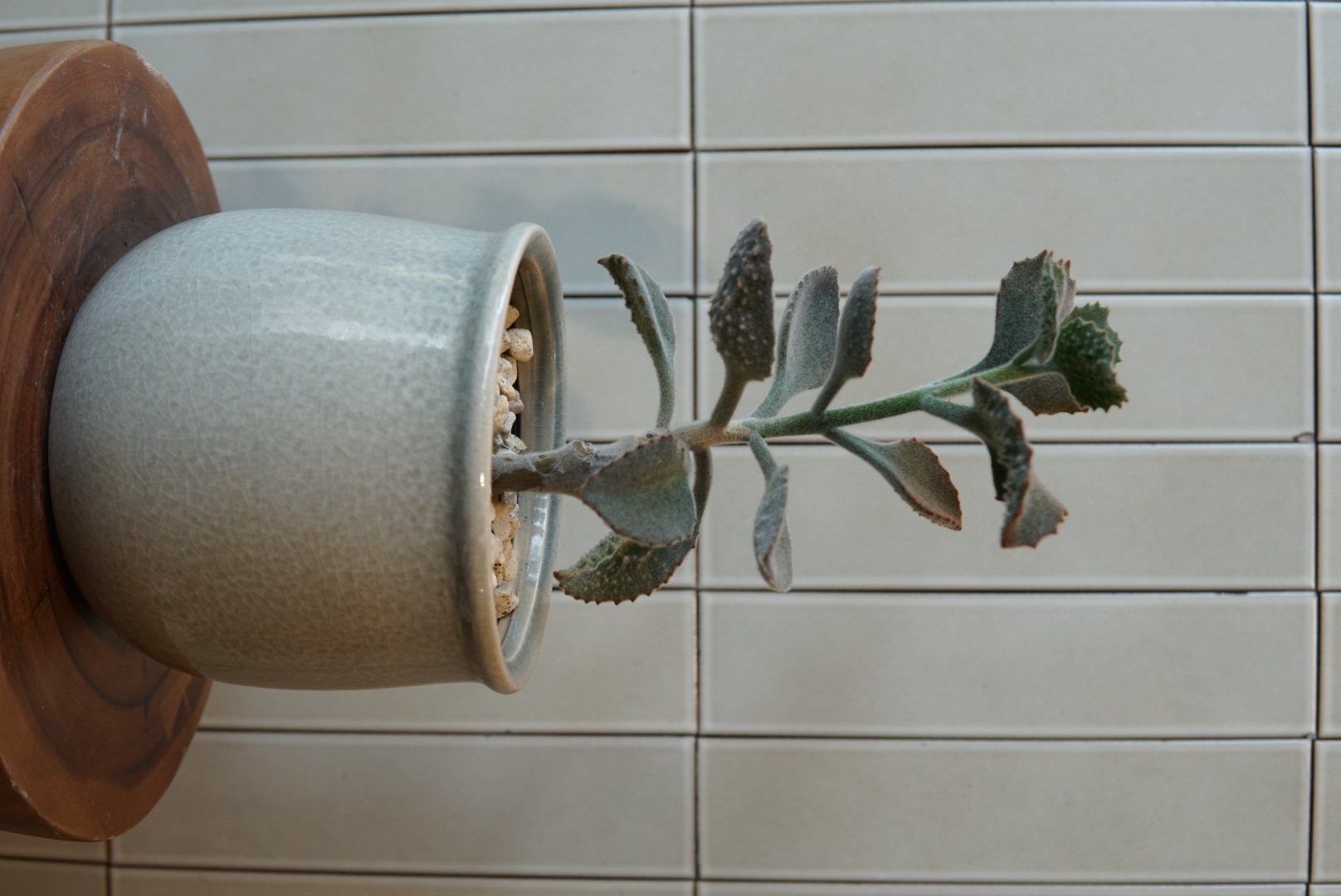 カランコエ・ベハレンシスファング PLA-011