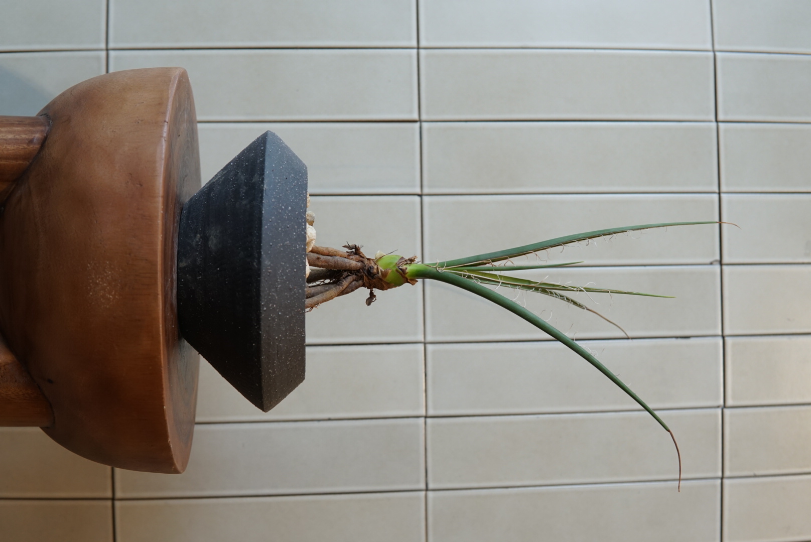 ユッカ・カルネロサーナPLA-031