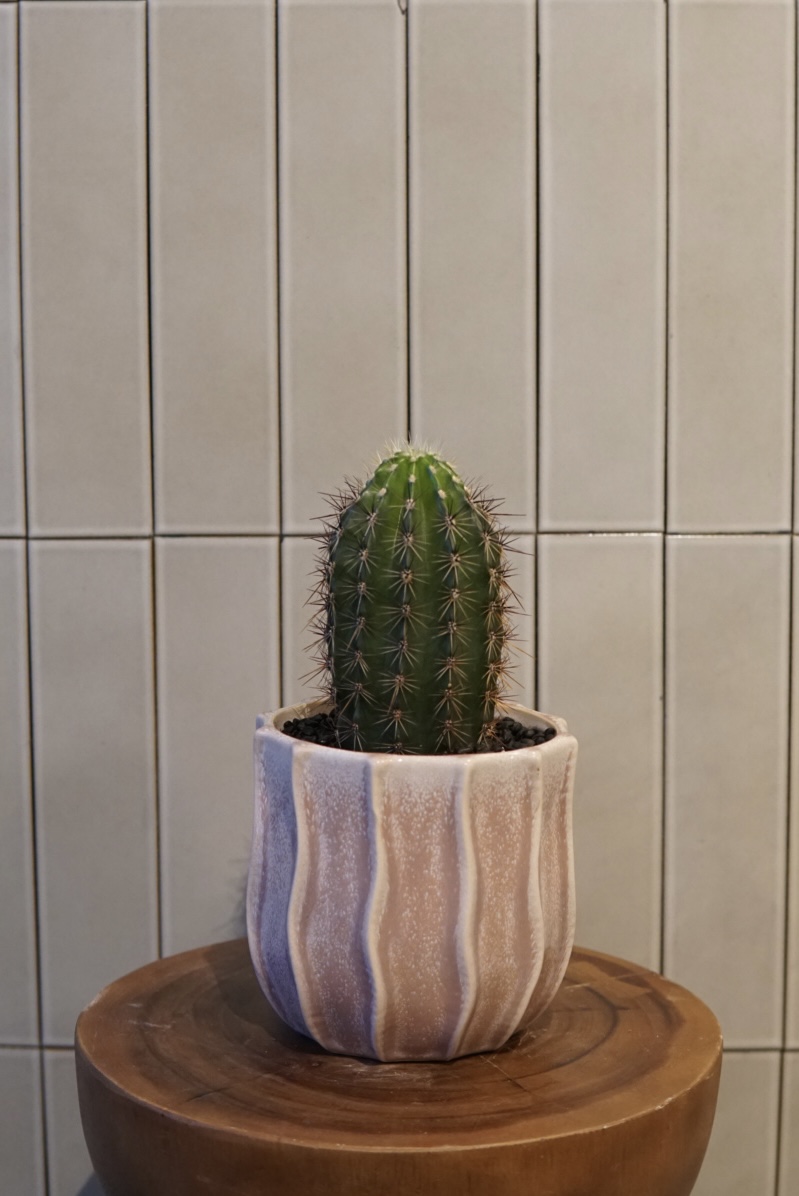 サボテン PLA-022