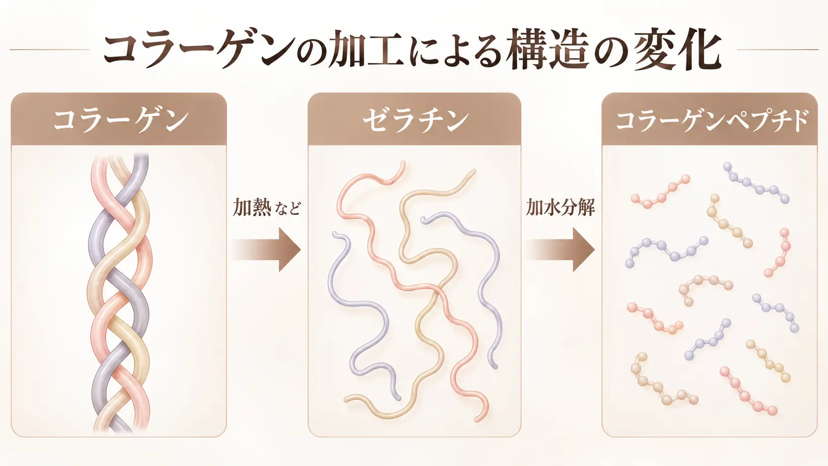 コラーゲンがゼラチンを経てコラーゲンペプチドになる構造変化の概念図