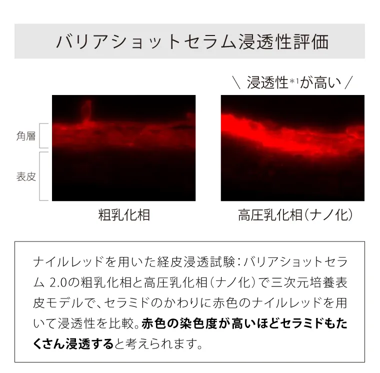 バリアショットセラム浸透性評価