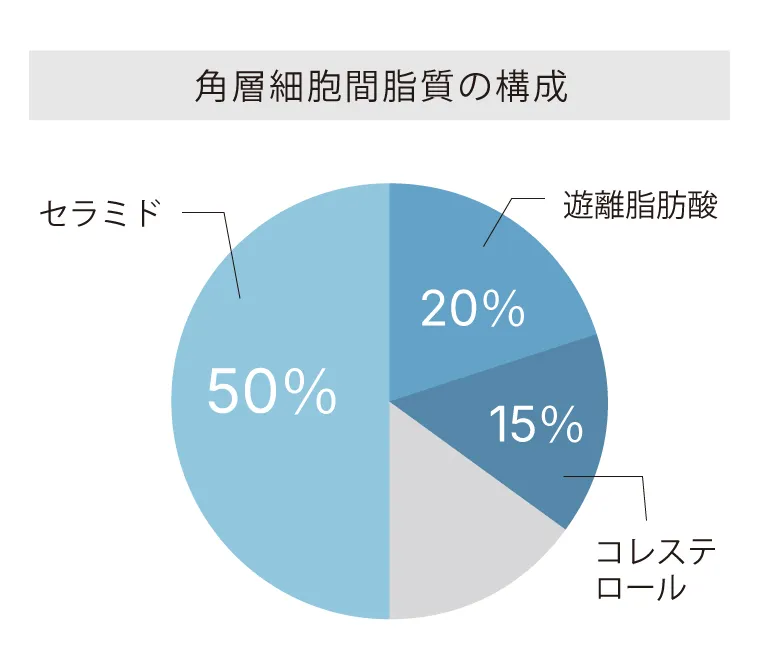 角層細胞間脂質の構成