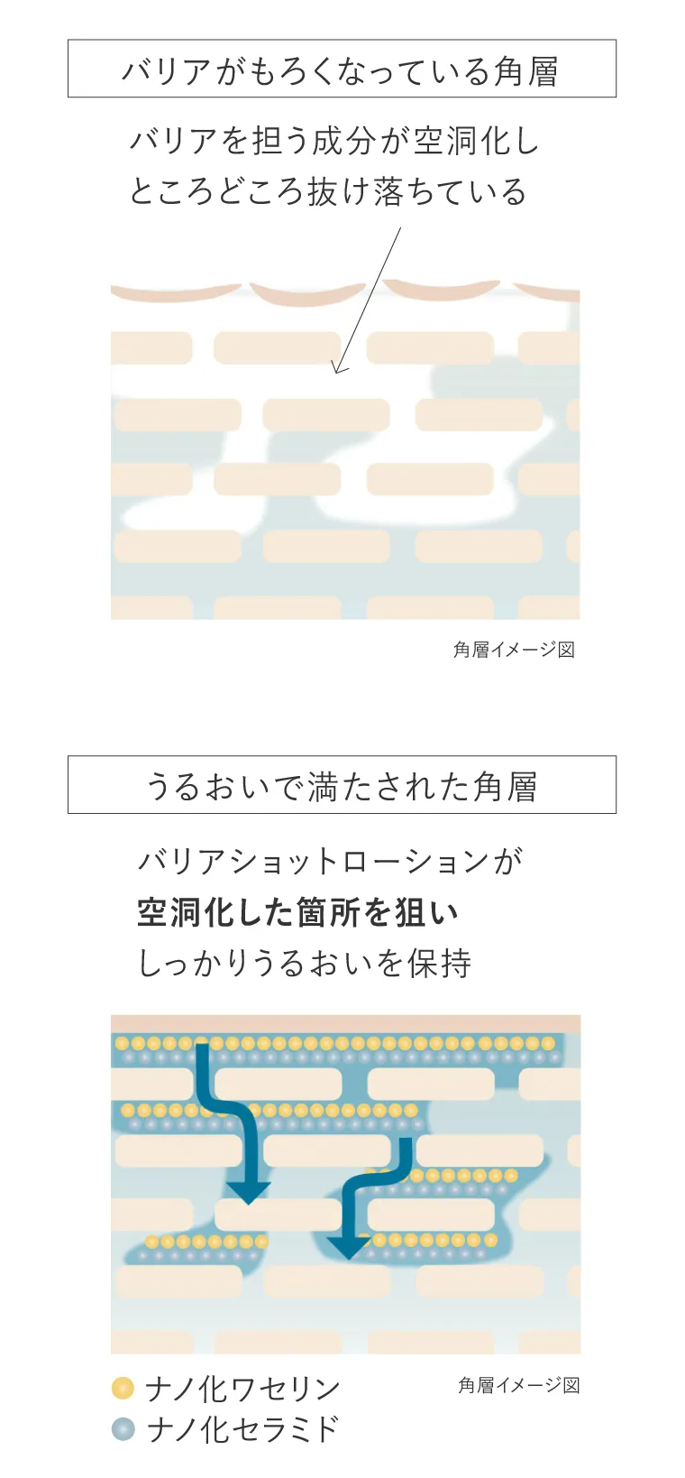 角層イメージ