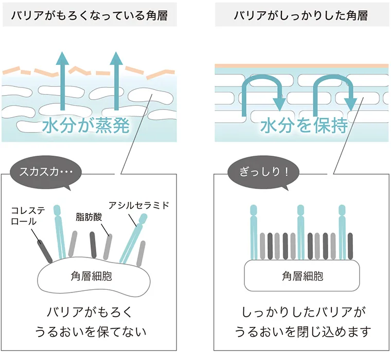 バリアがうるおいを閉じ込めます