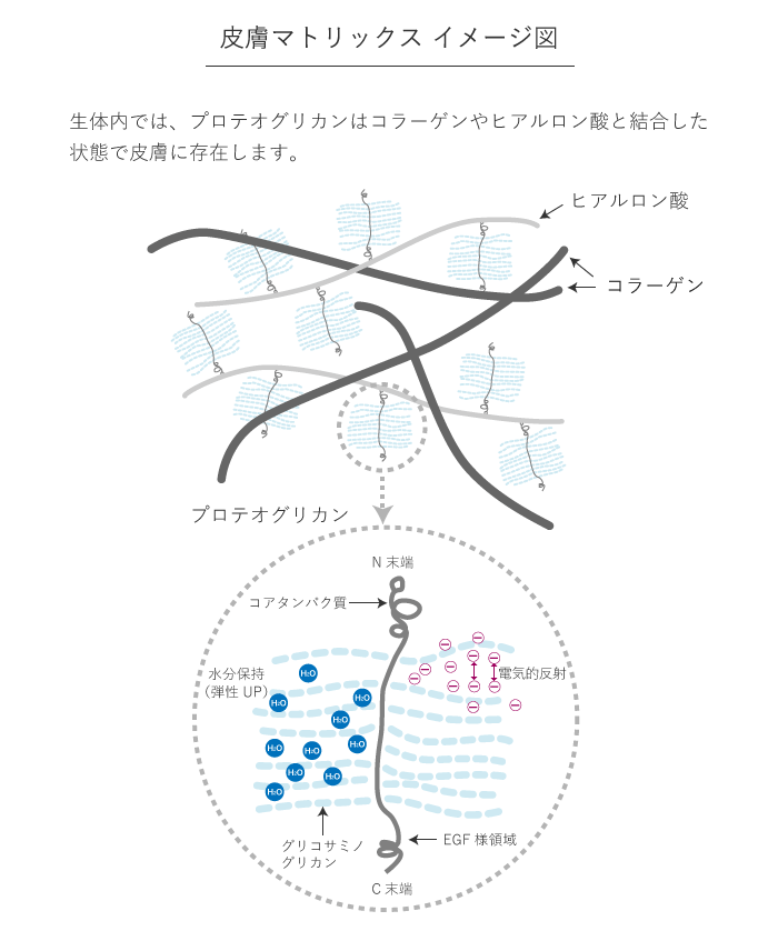 プロテオグリカンの生体内でのイメージ