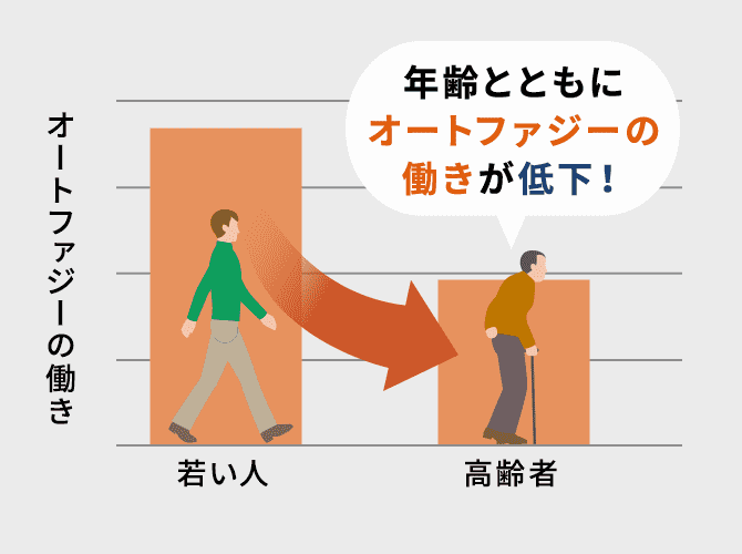 オートファジー機能は、年齢を重ねるごとに低下