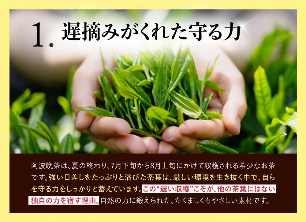 阿波晩茶に着目する3つの理由 1 遅摘みがくれた守る力