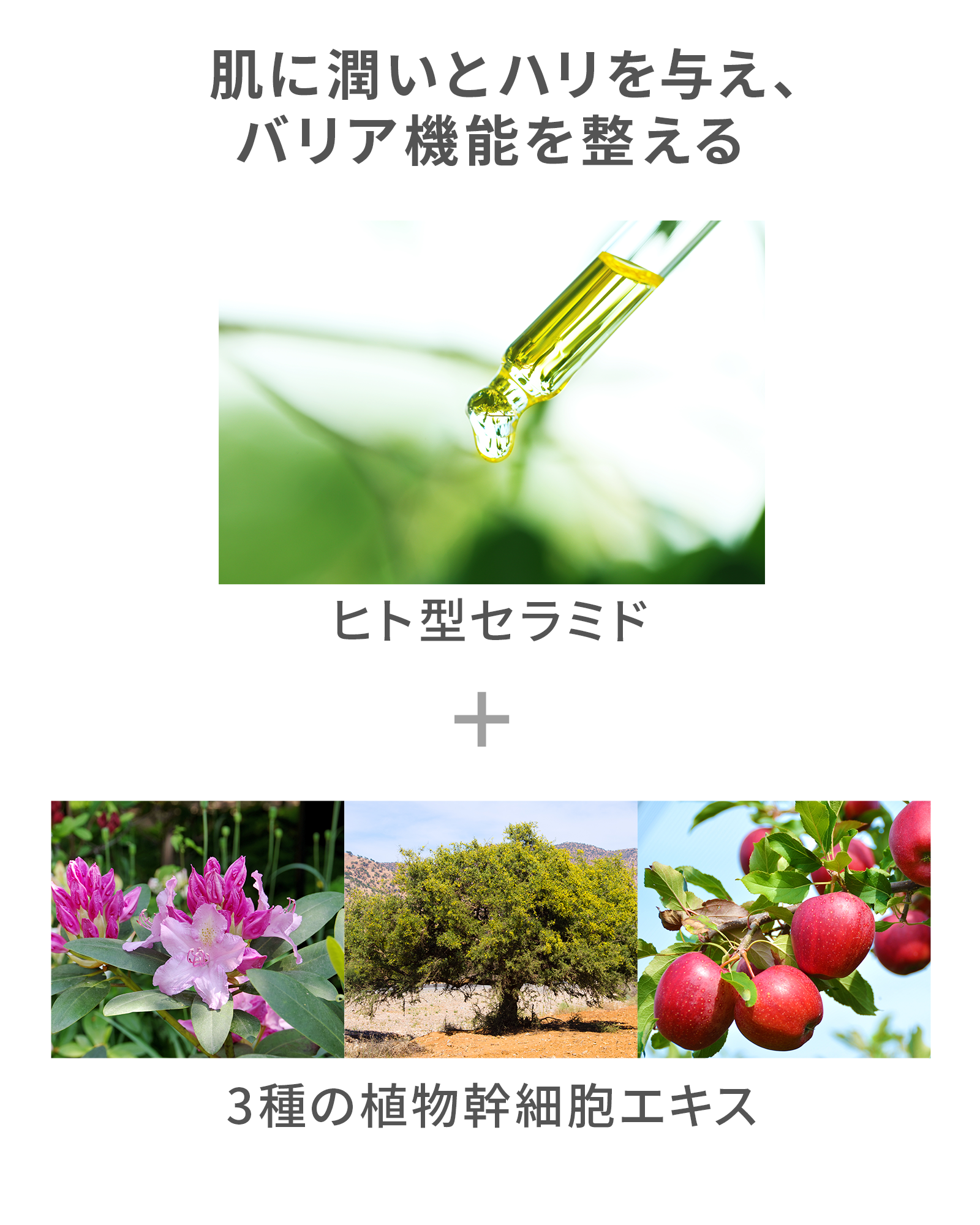 【定期コース】【初回50％OFF】ボタニカルモイストクレンジングミルク