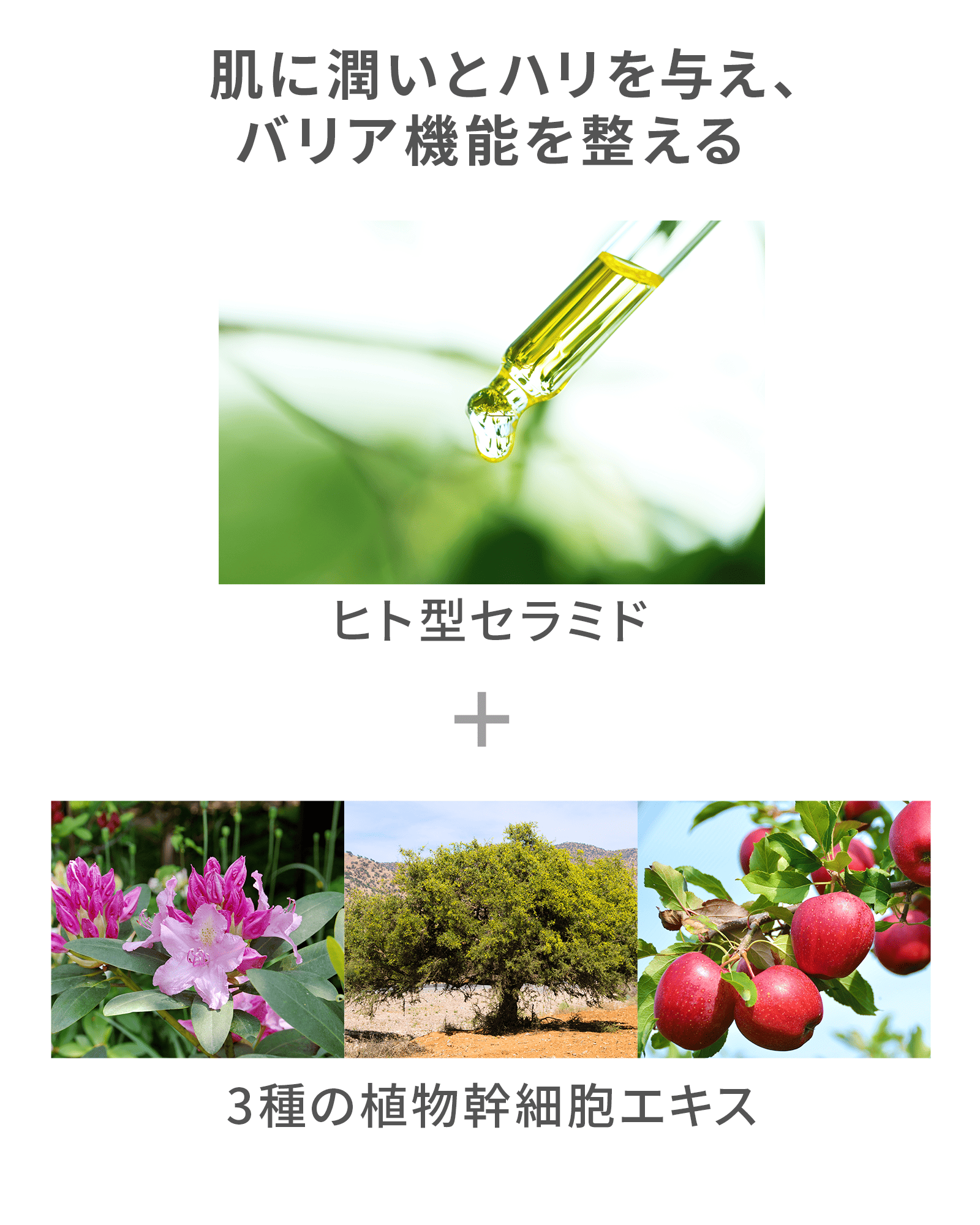 【定期コース】【初回50％OFF】ボタニカルモイストローション