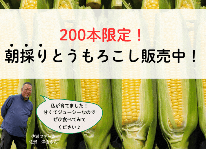 【200本限定！】佐瀬さんの朝採りとうもろこし発売中！