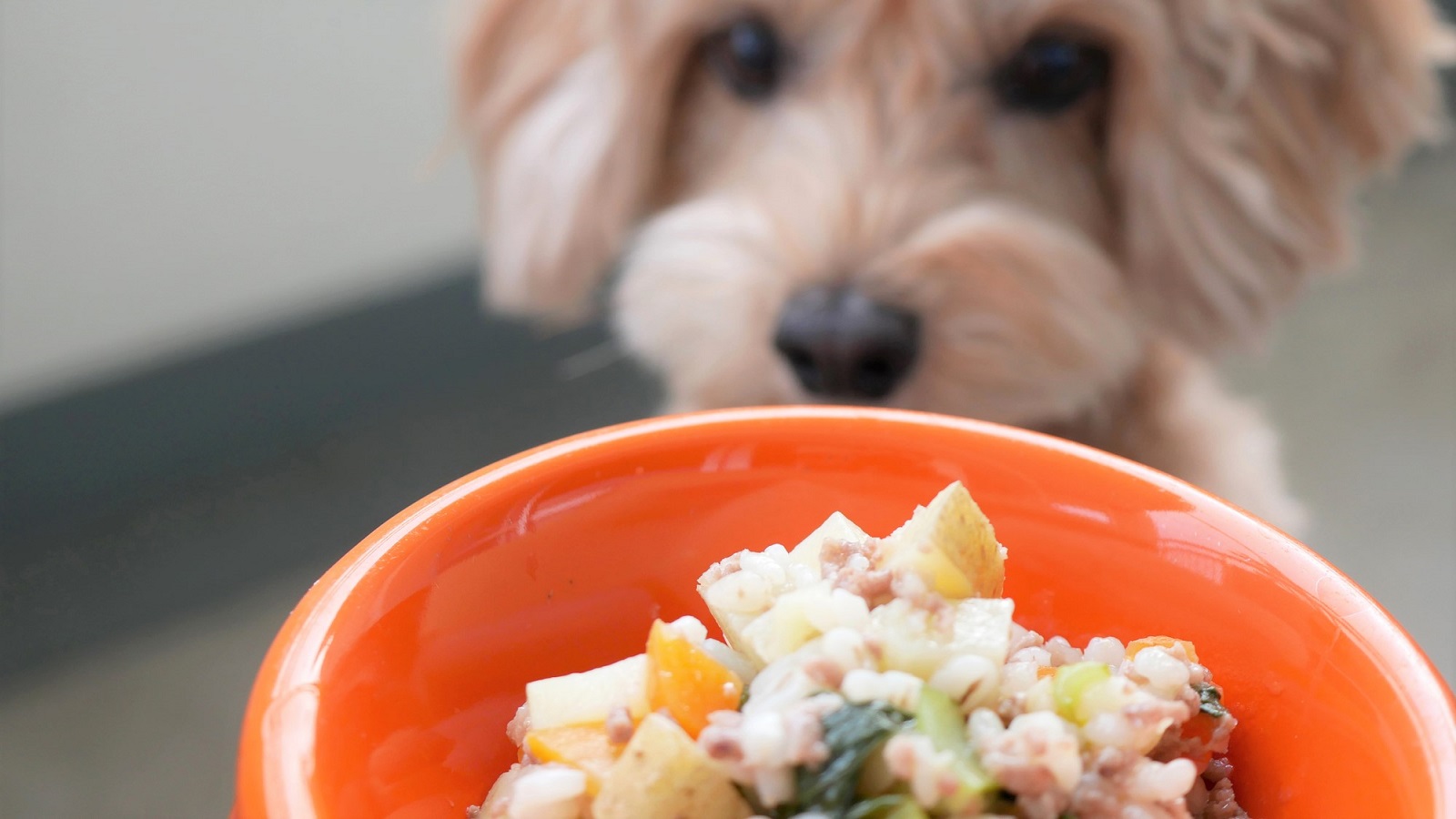 料理研究家に聞いた愛犬 愛猫のための 手作り食 のススメ Kins