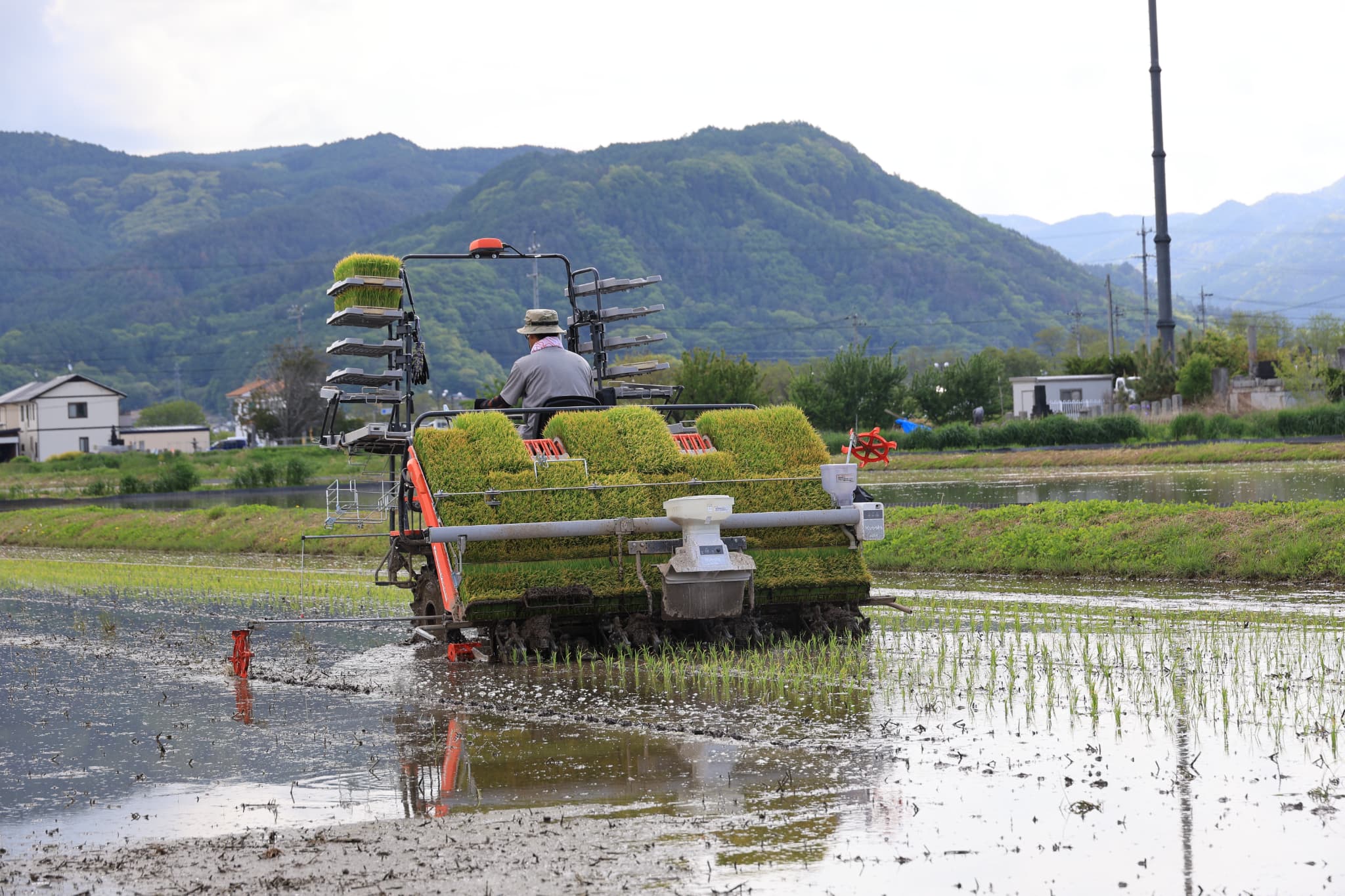 特別栽培米｜長野県認証・化学肥料不使用の市川さんのお米｜ゆうきや
