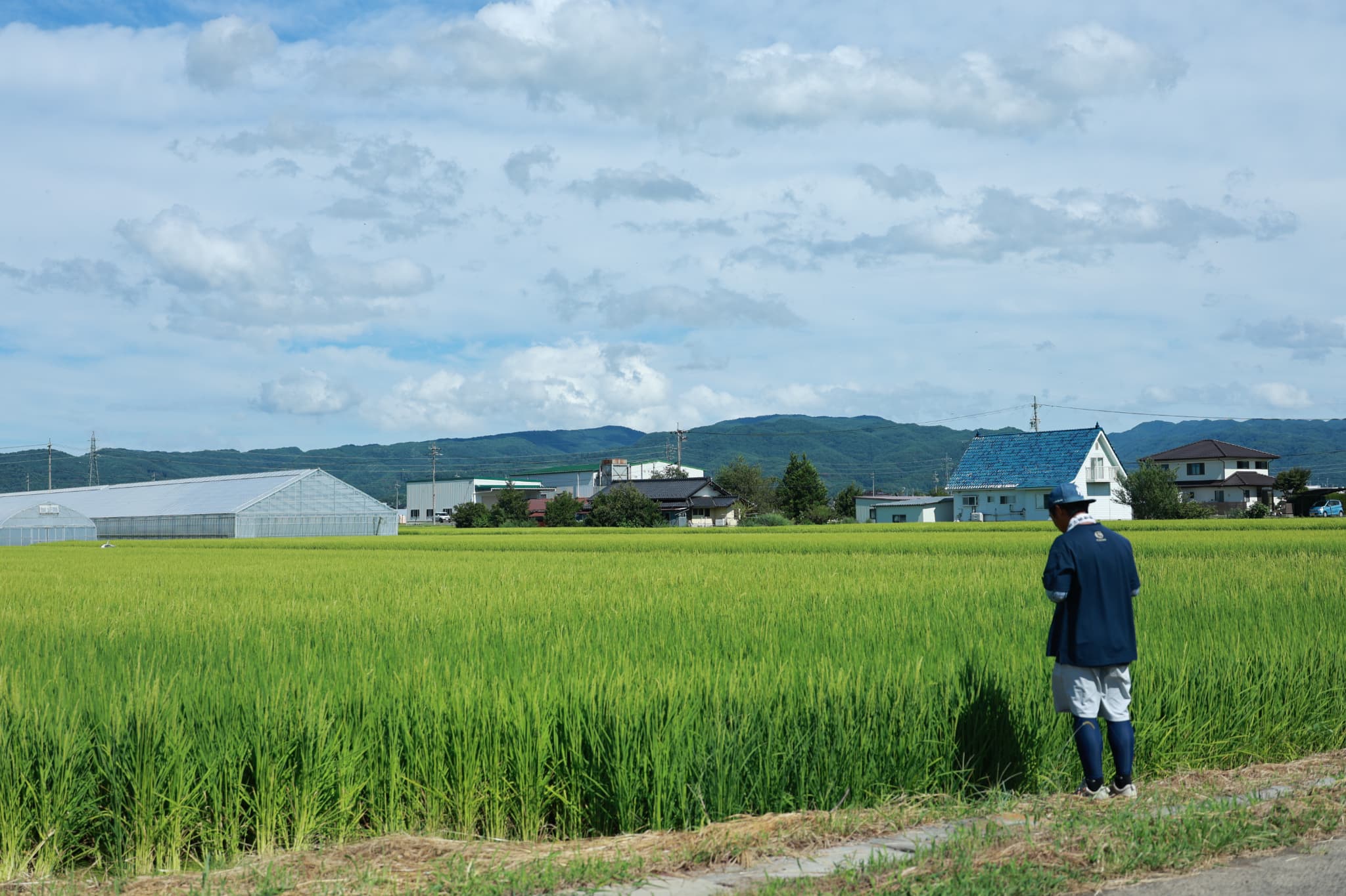 田んぼを見つめる市川さん