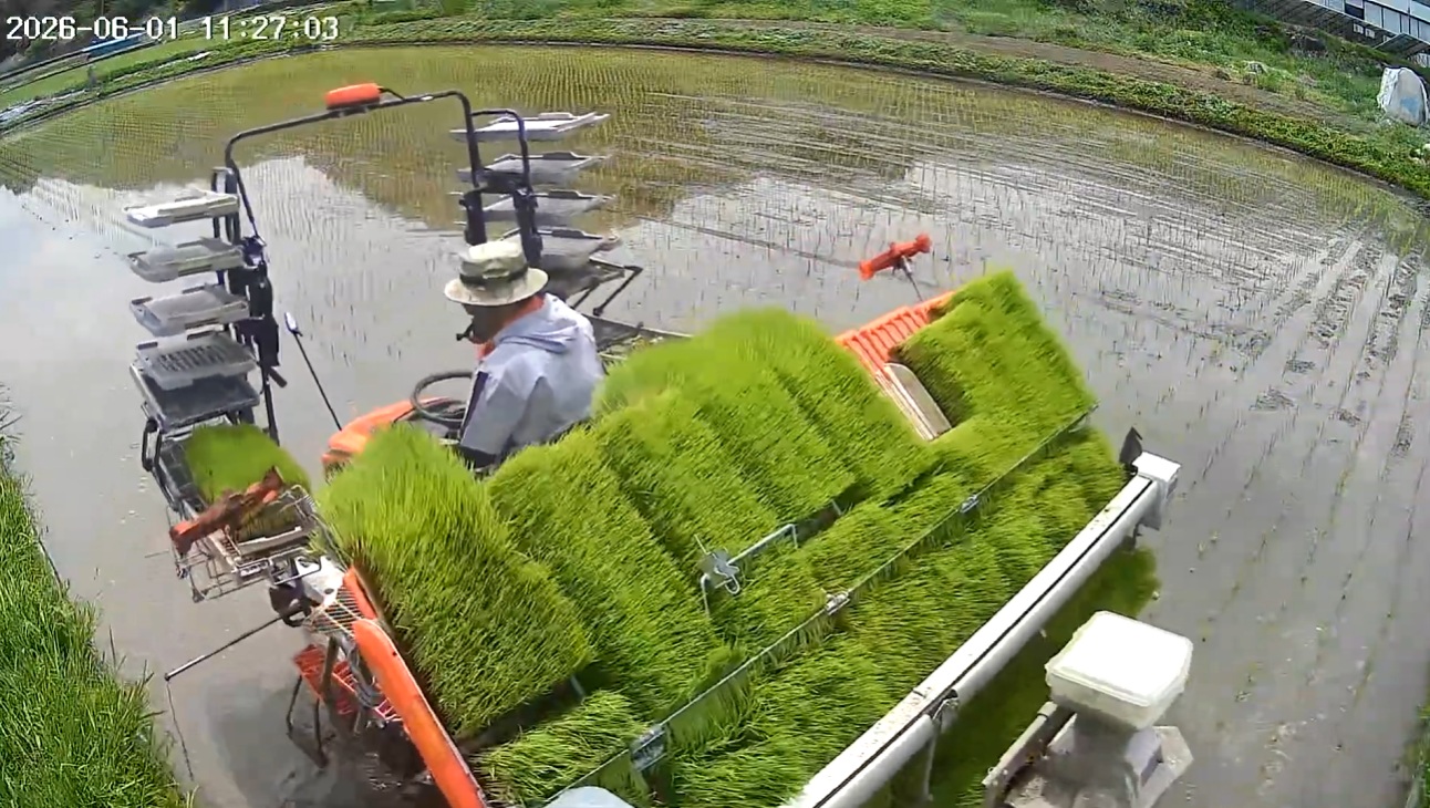 田植え