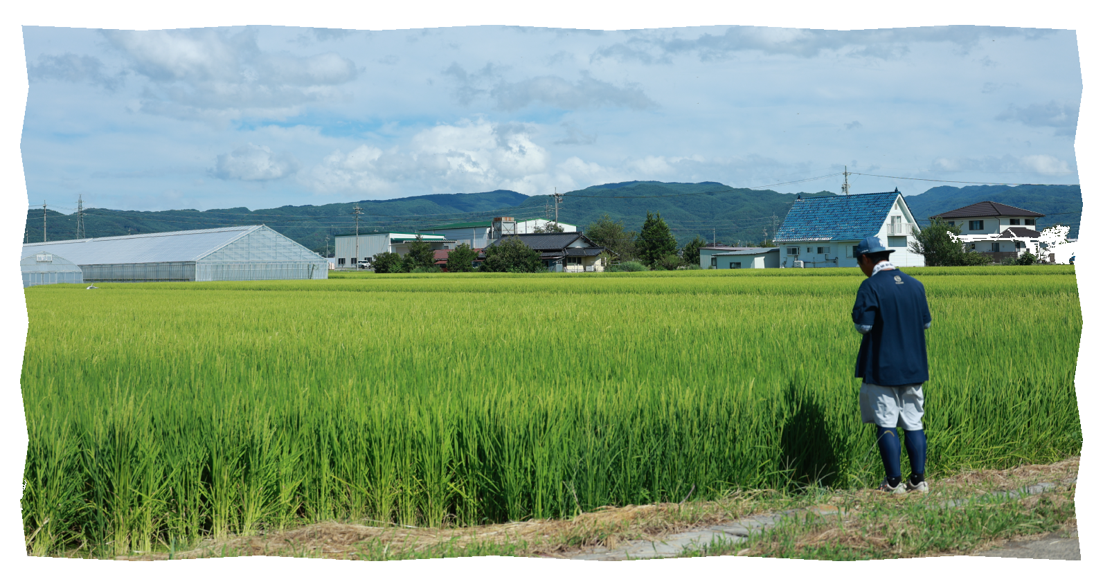 田んぼを見つめる市川さん