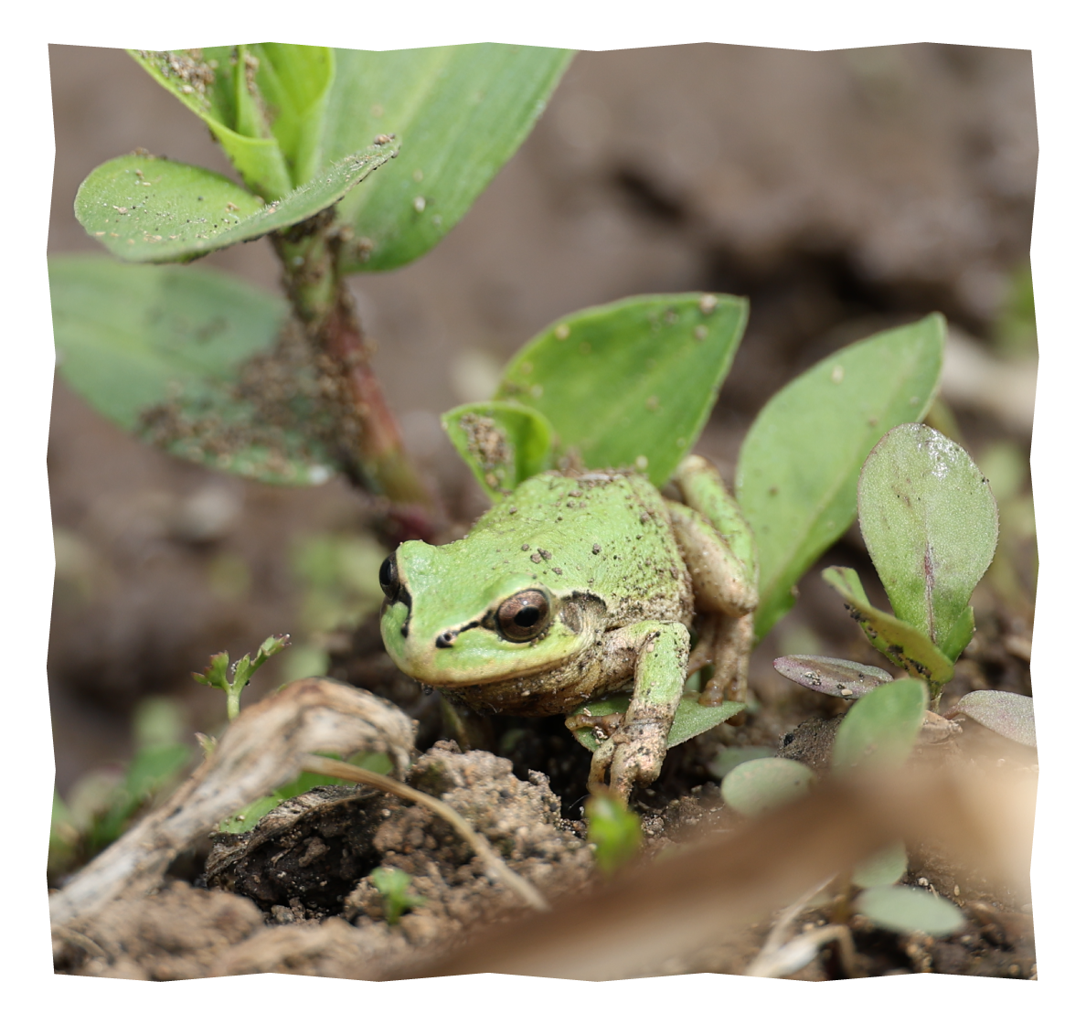 田んぼに住むカエル