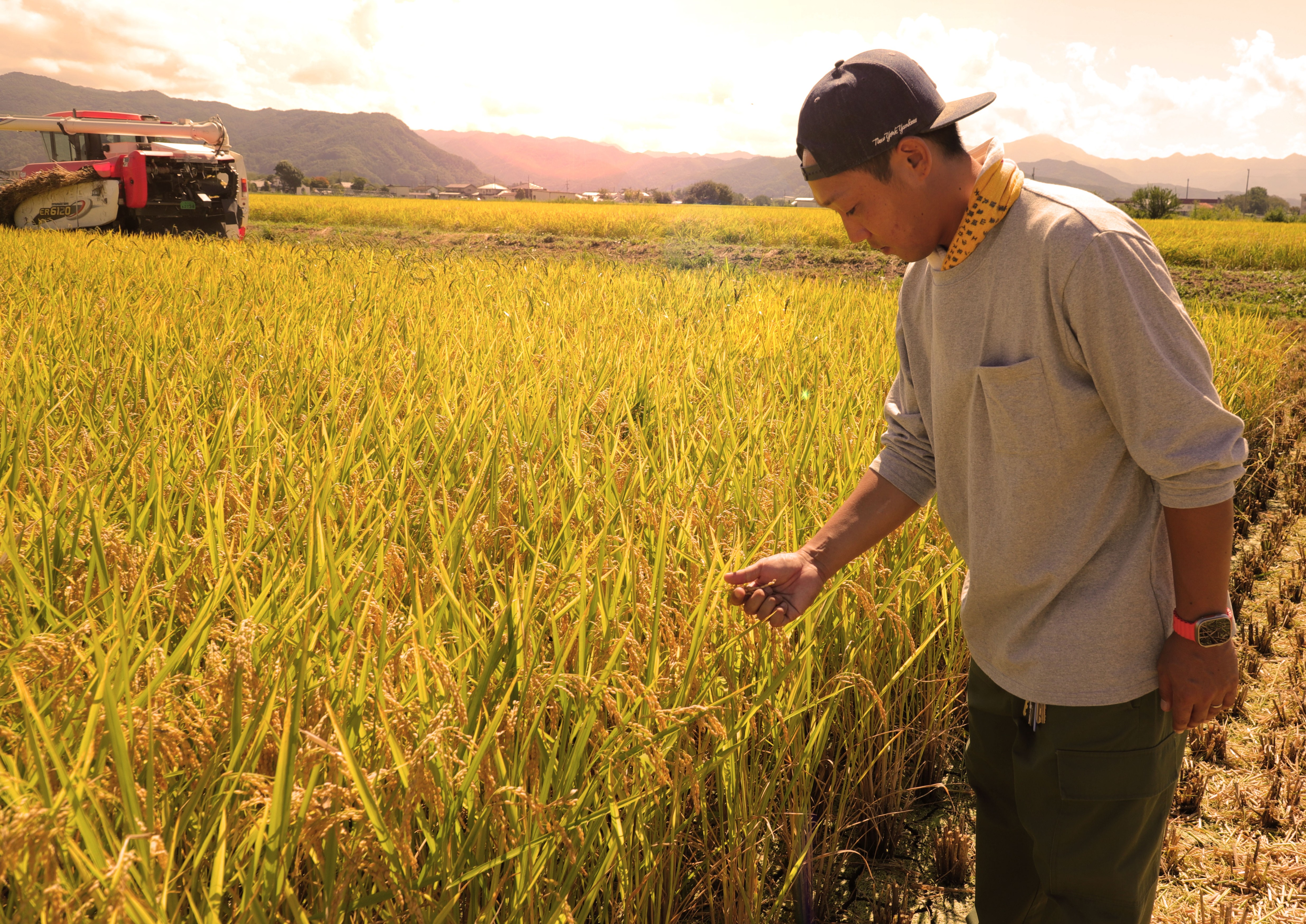 市川さんと黄金の田んぼ