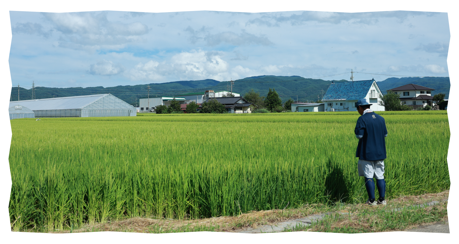 田んぼを見つめる市川さん