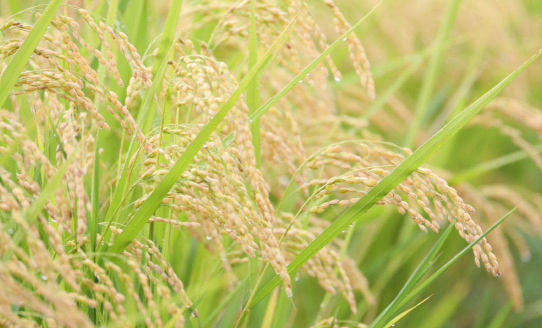稲穂