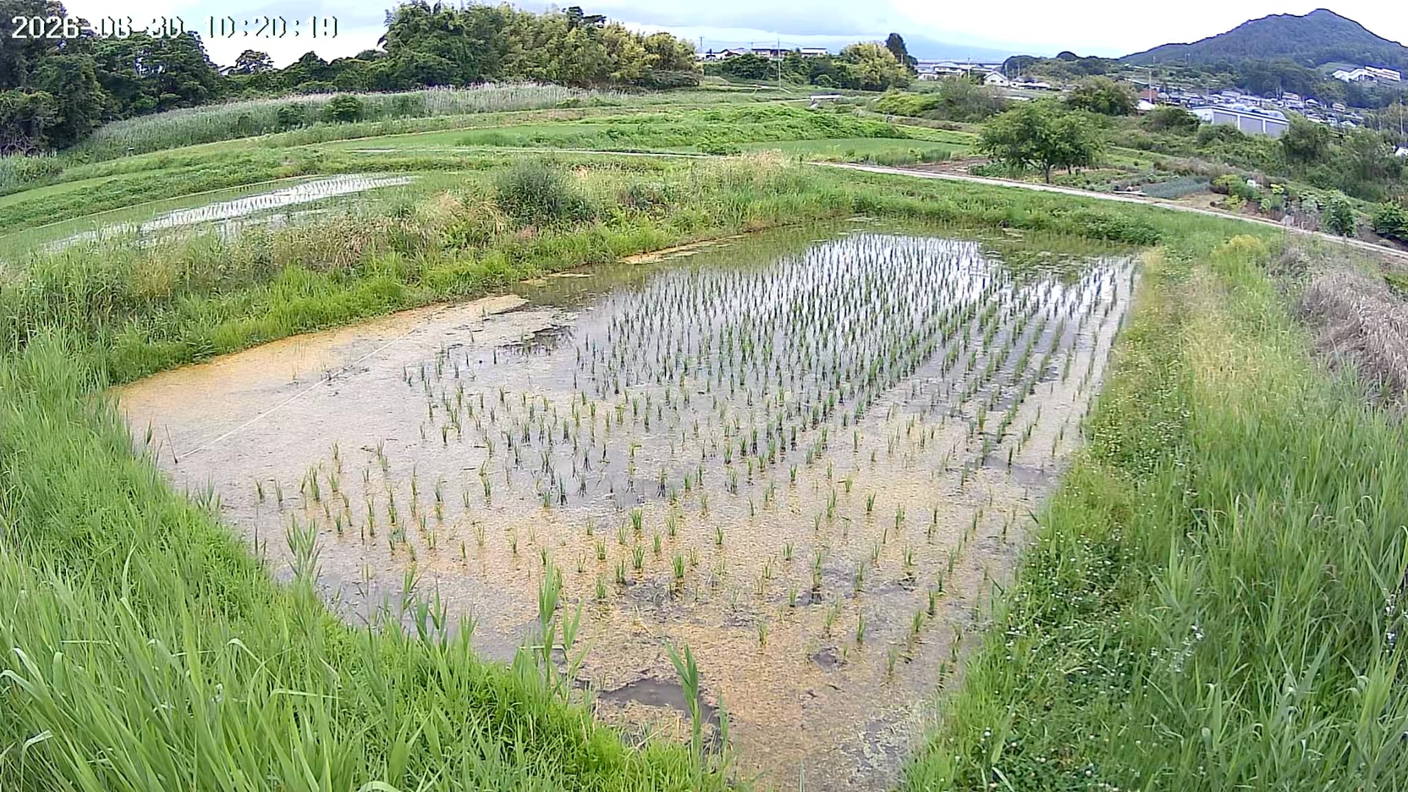 2026.06.30 田んぼの様子