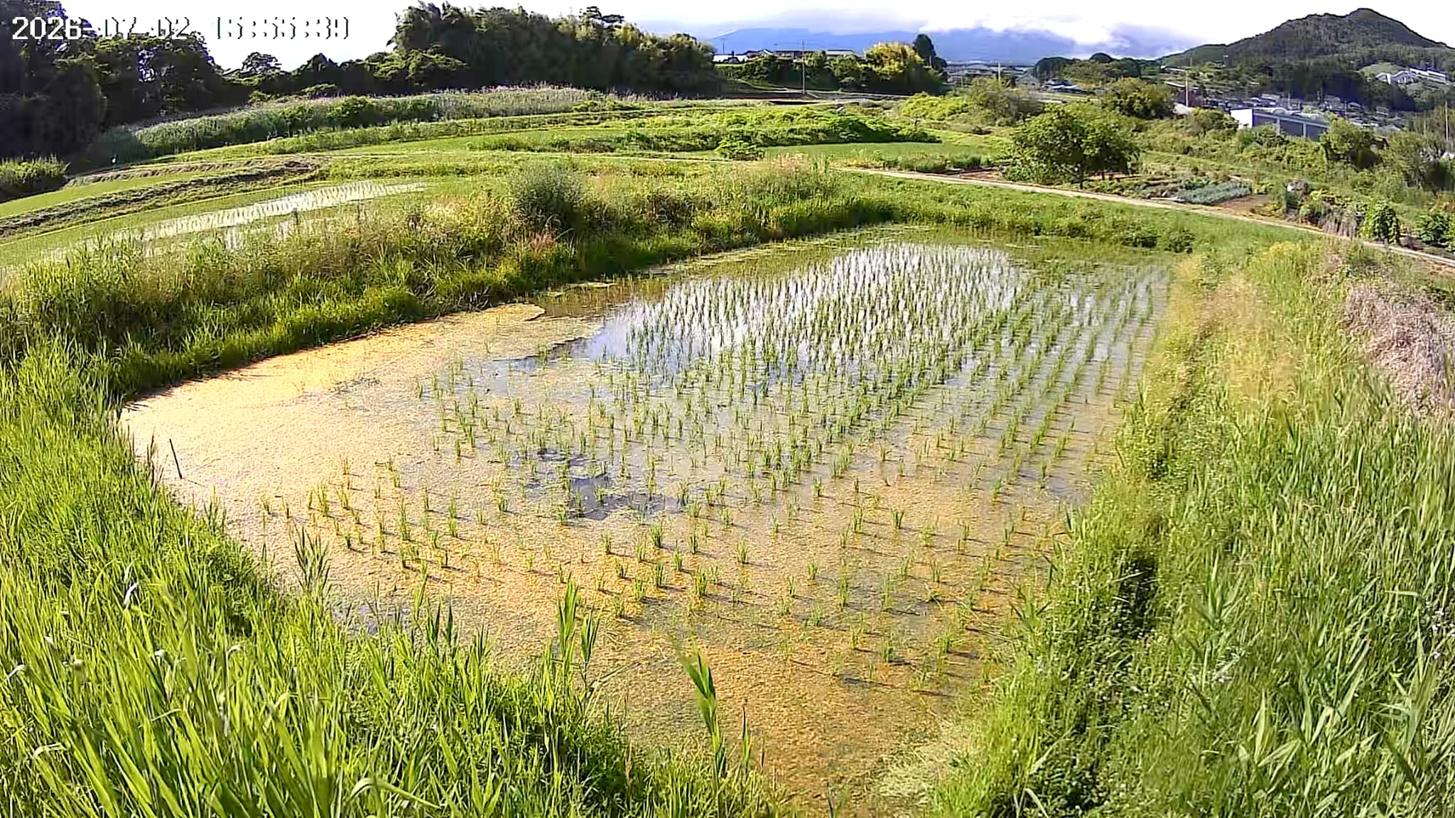 2026.07.02 田んぼの様子