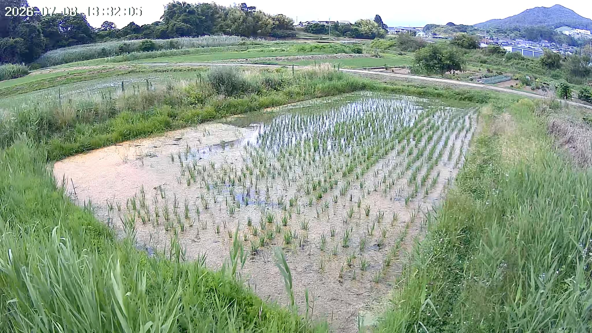 2026.07.08 田んぼの様子