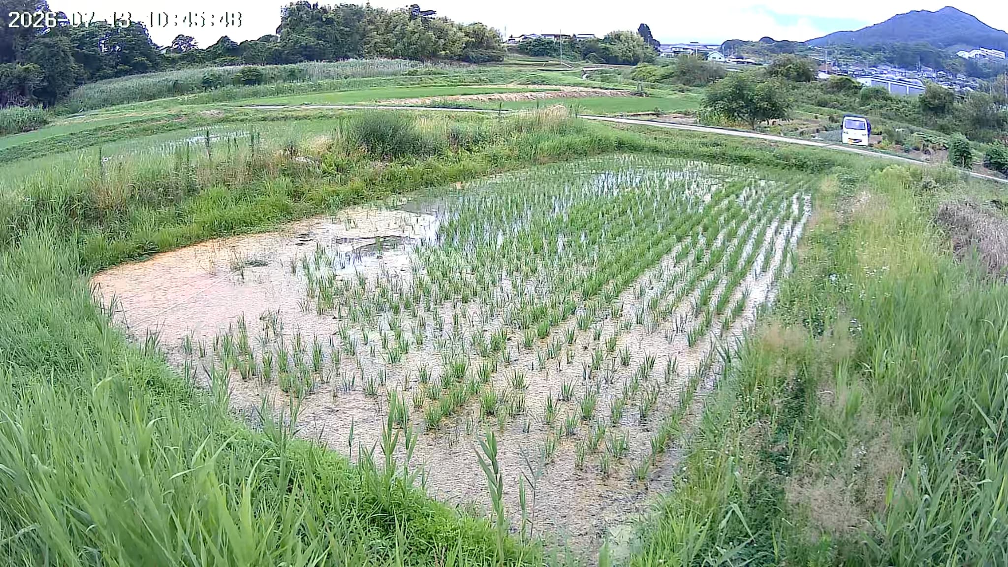 2026.07.13 田んぼの様子