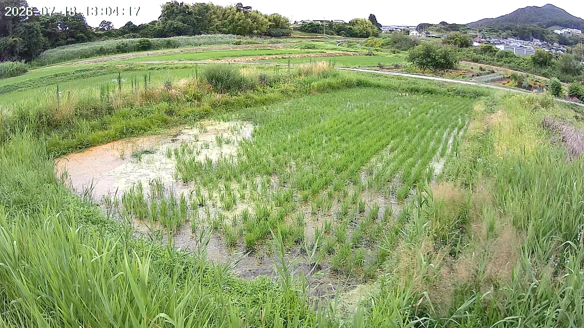 2026.07.18 田んぼの様子