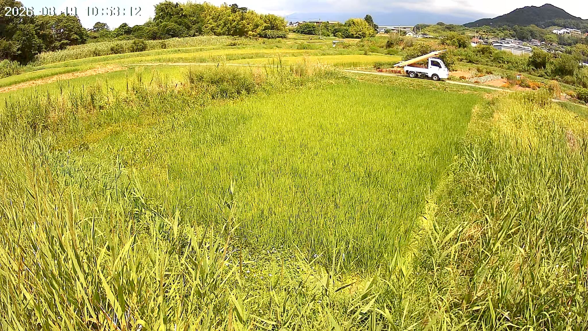 2026.08.19 田んぼの様子