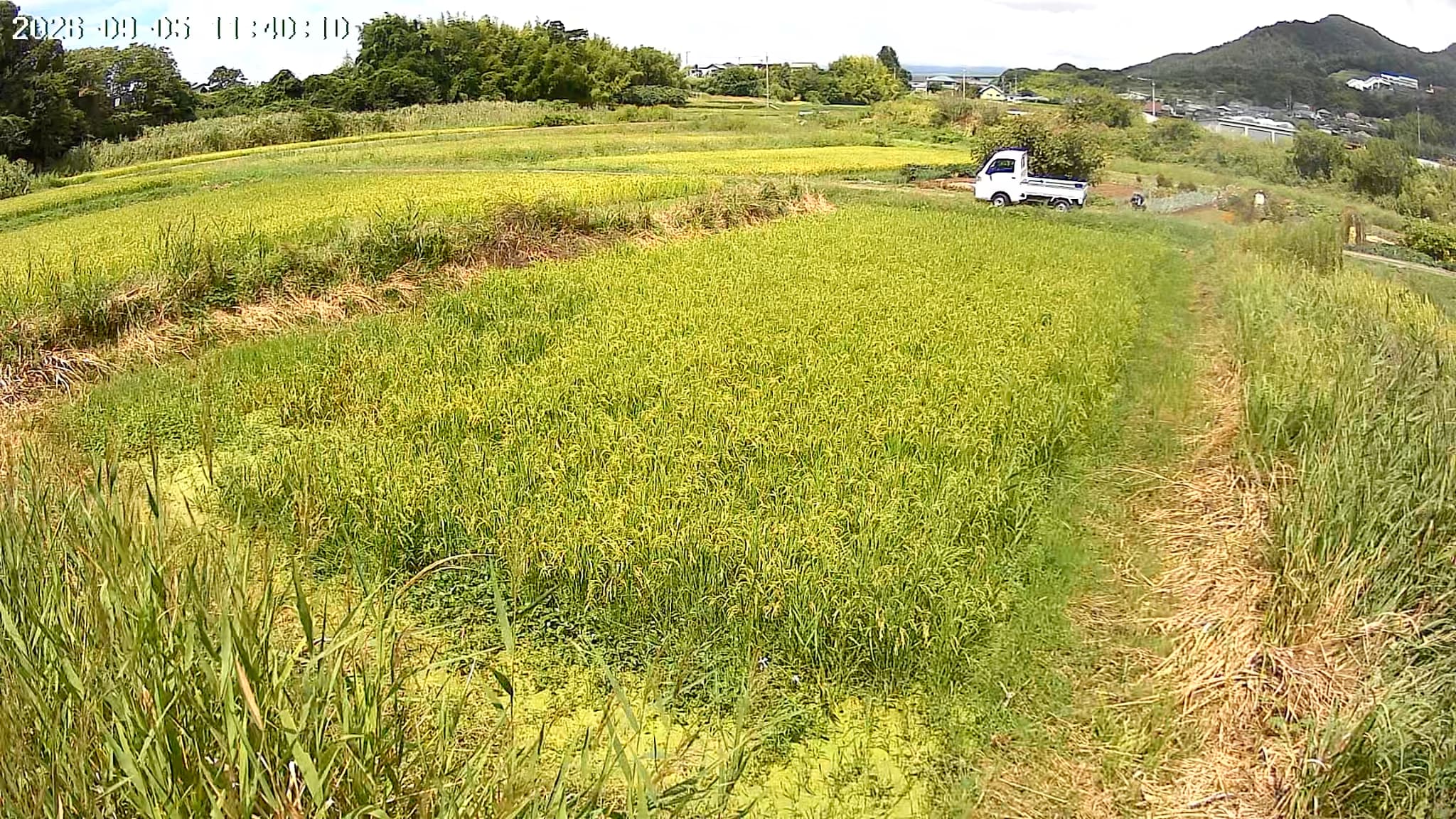 2026.09.05 田んぼの様子