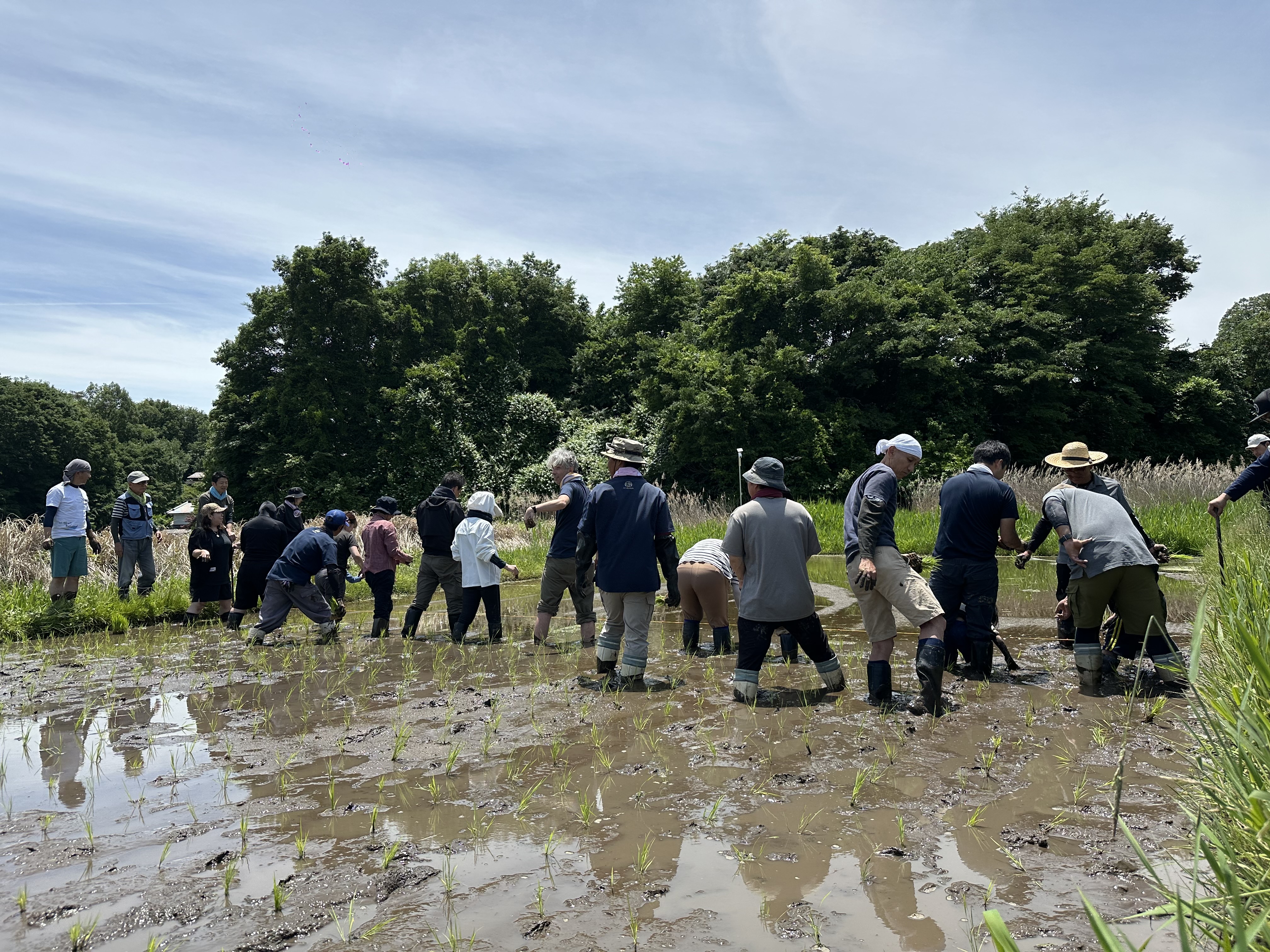 田植えの様子