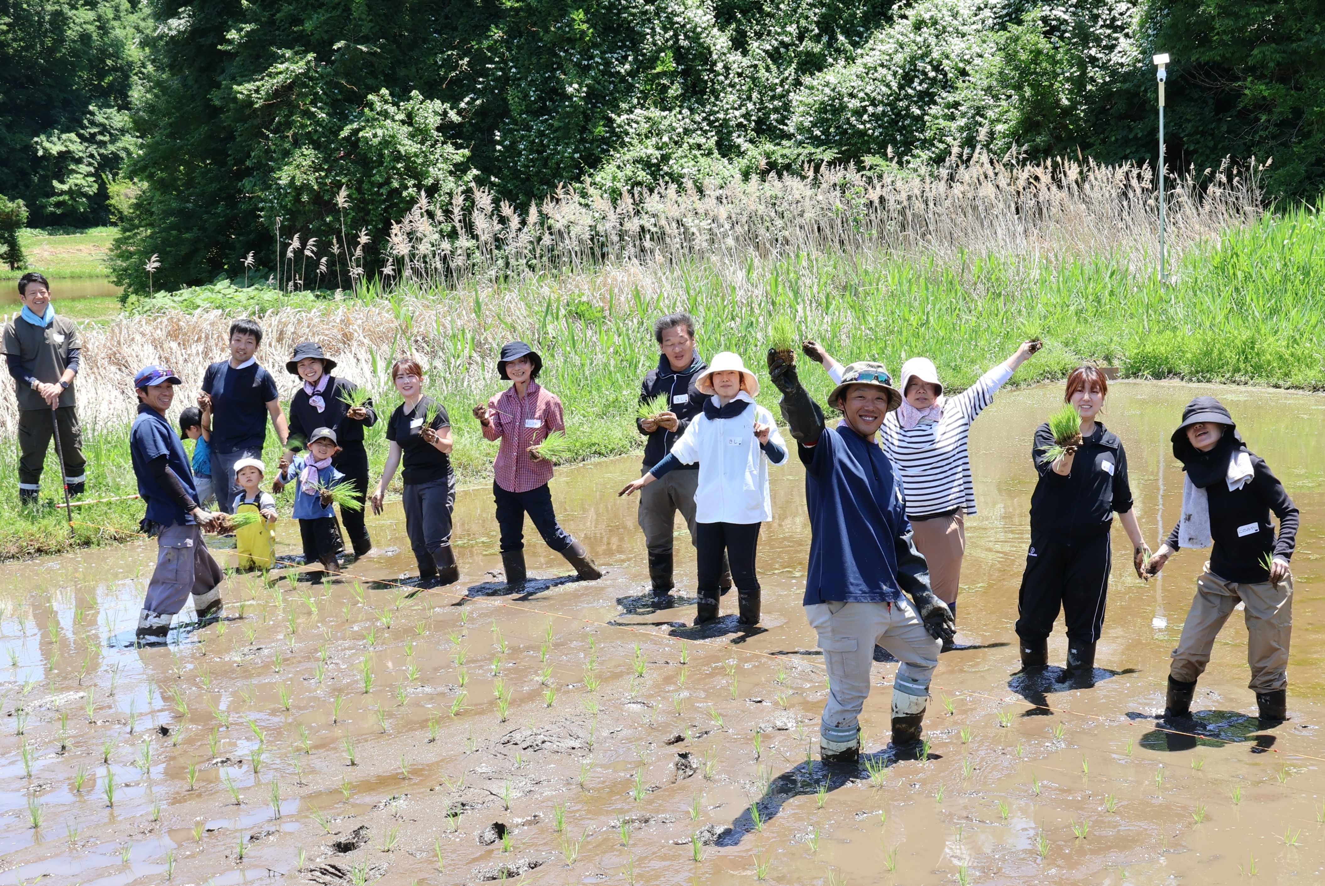 田植えの様子