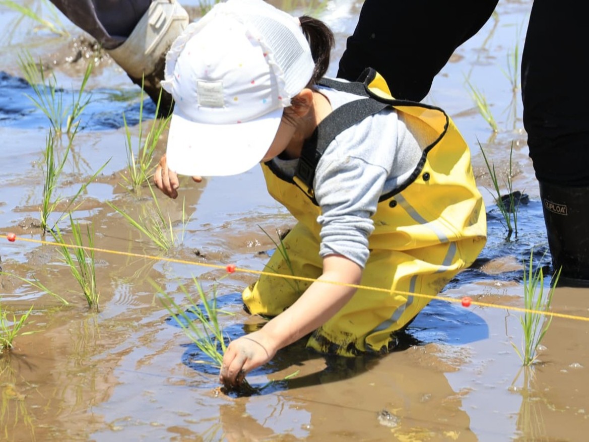 田植えの様子