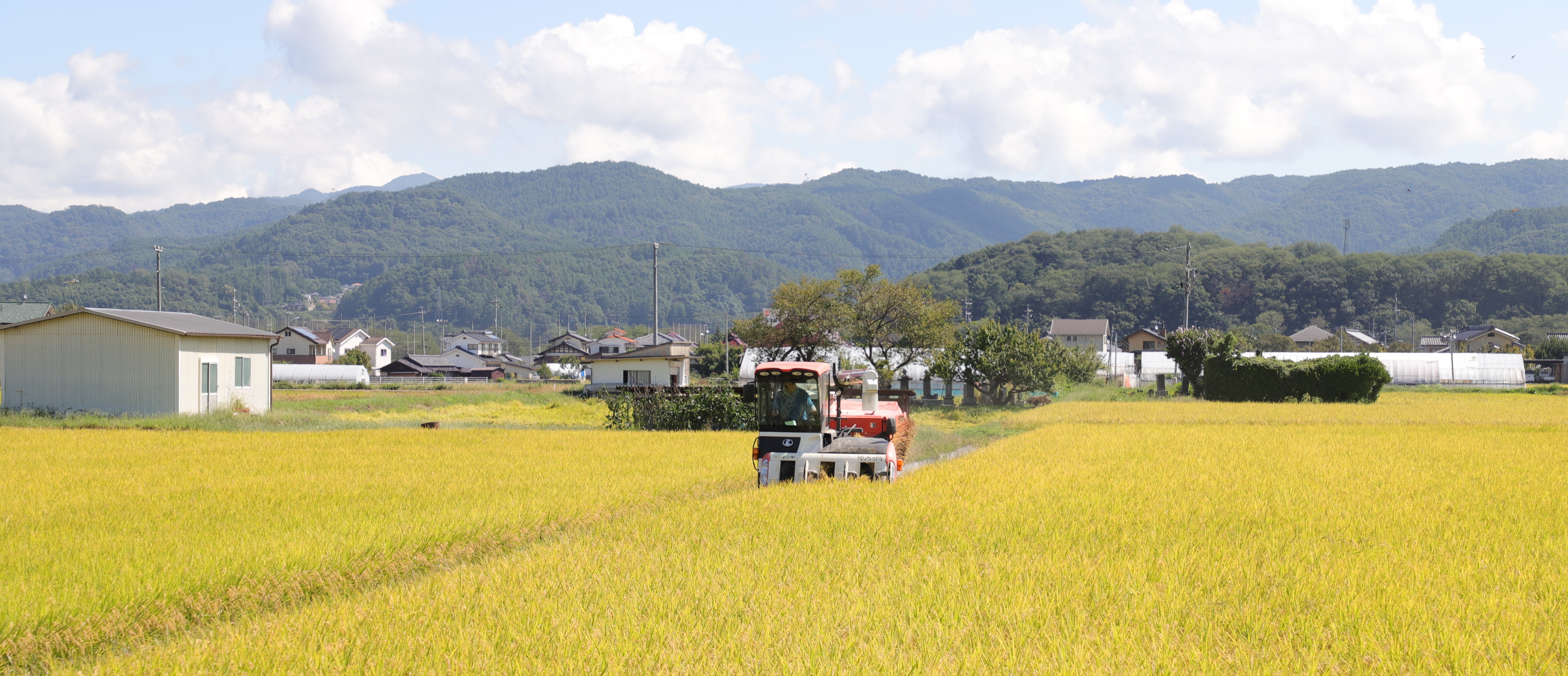 黄金色の稲穂が広がる田んぼ