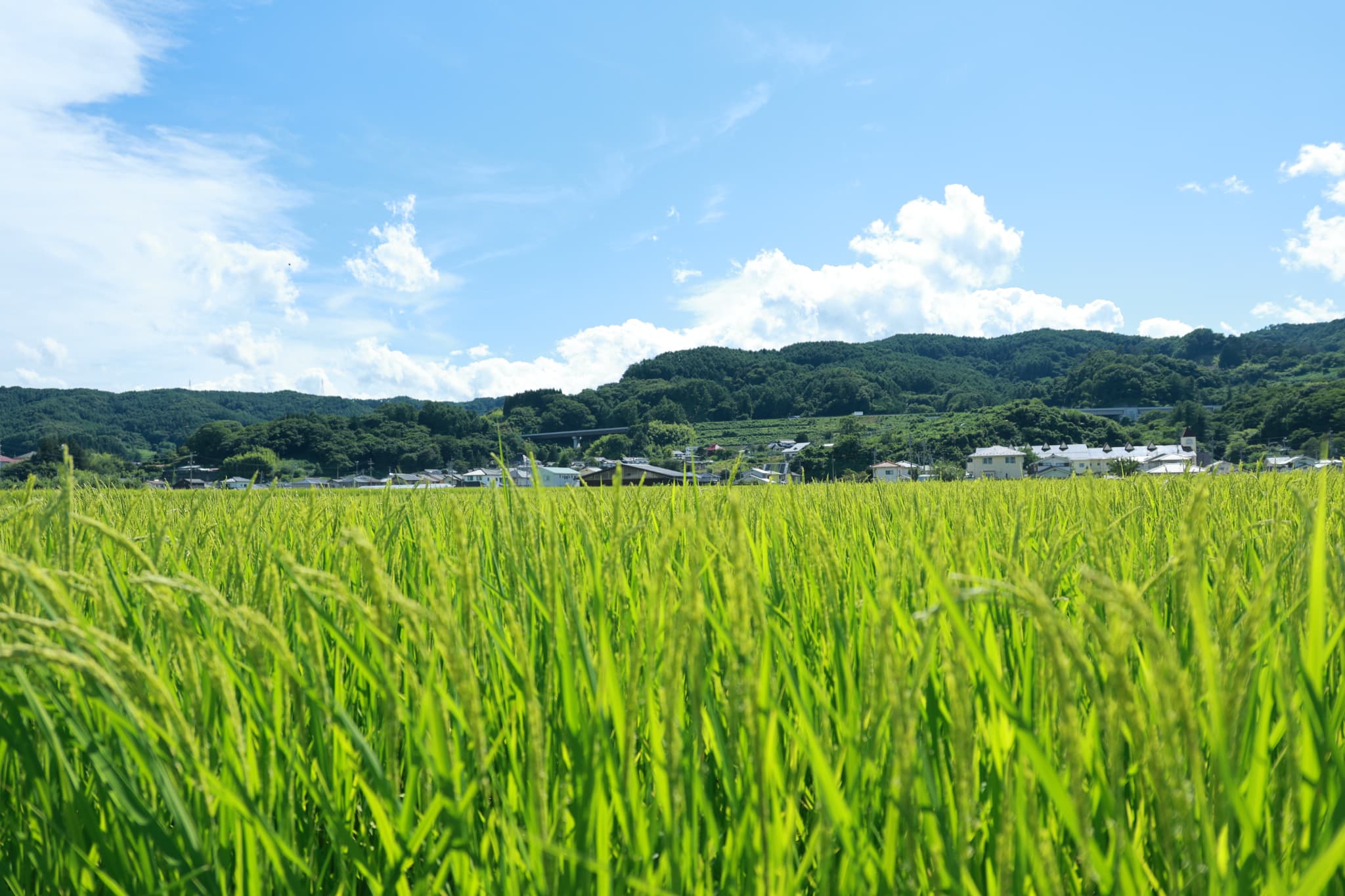 お米の確保システム