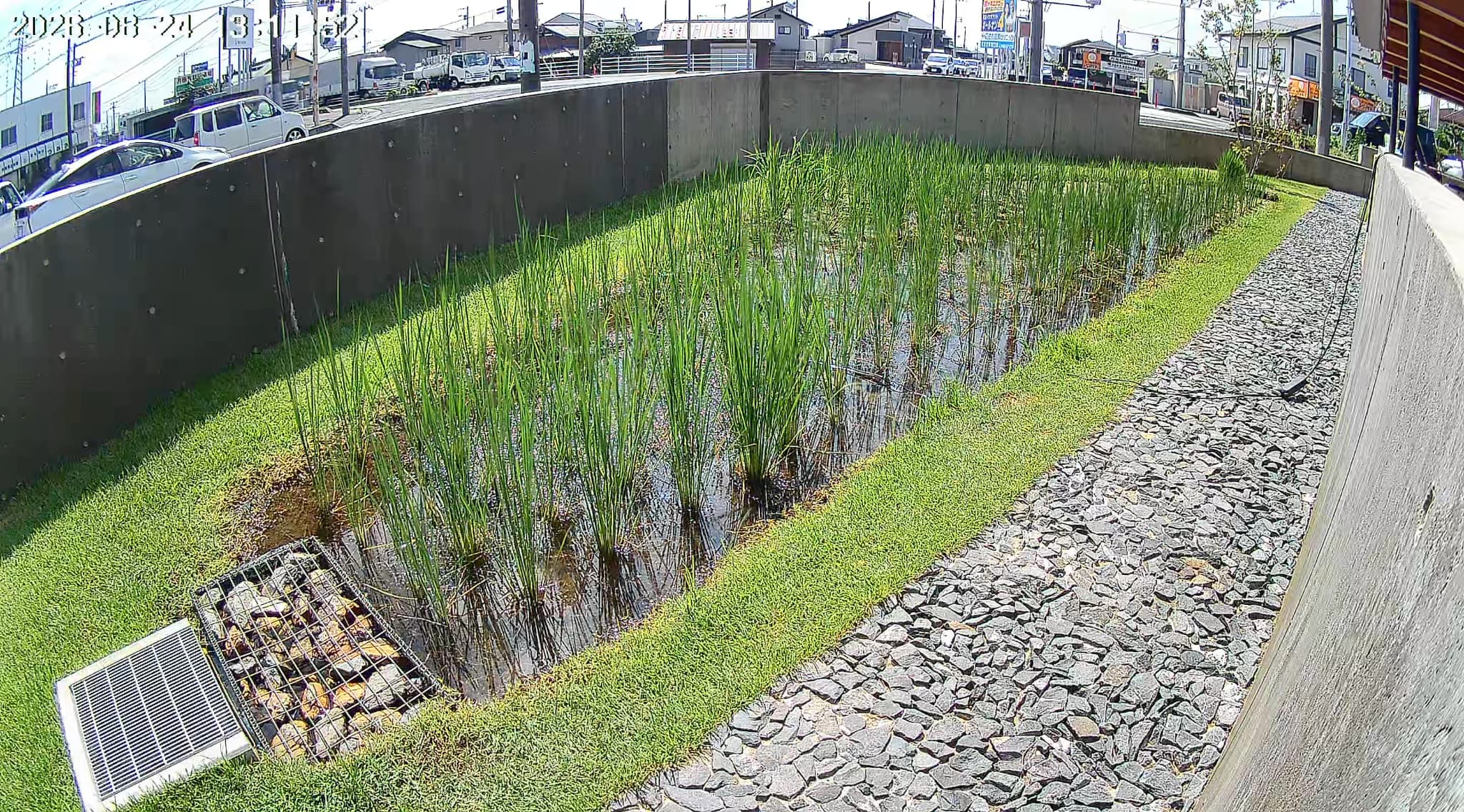 2026.08.24 本社田んぼの様子