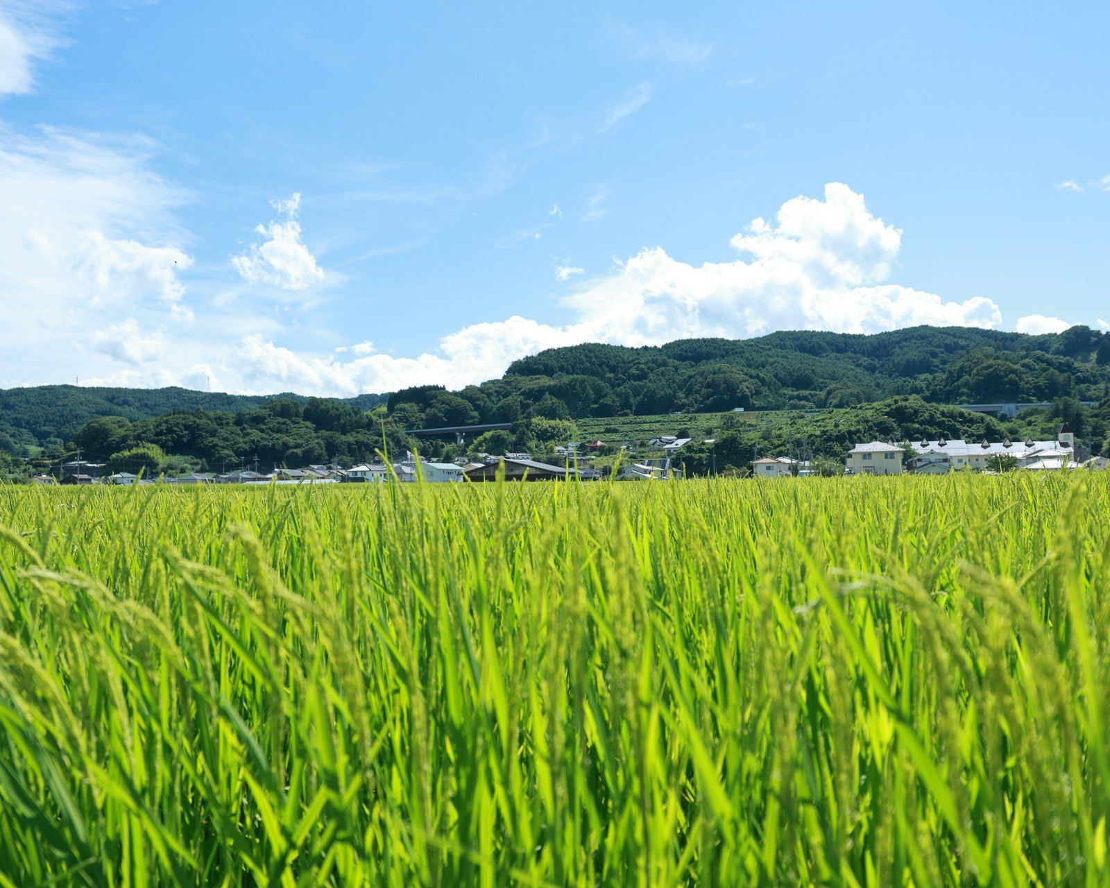 夏の田んぼと里山