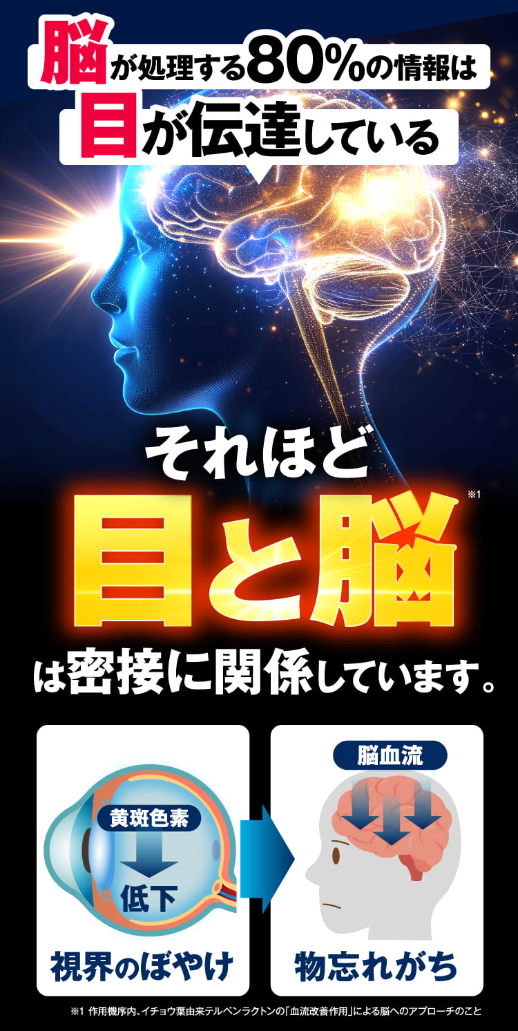 目と脳